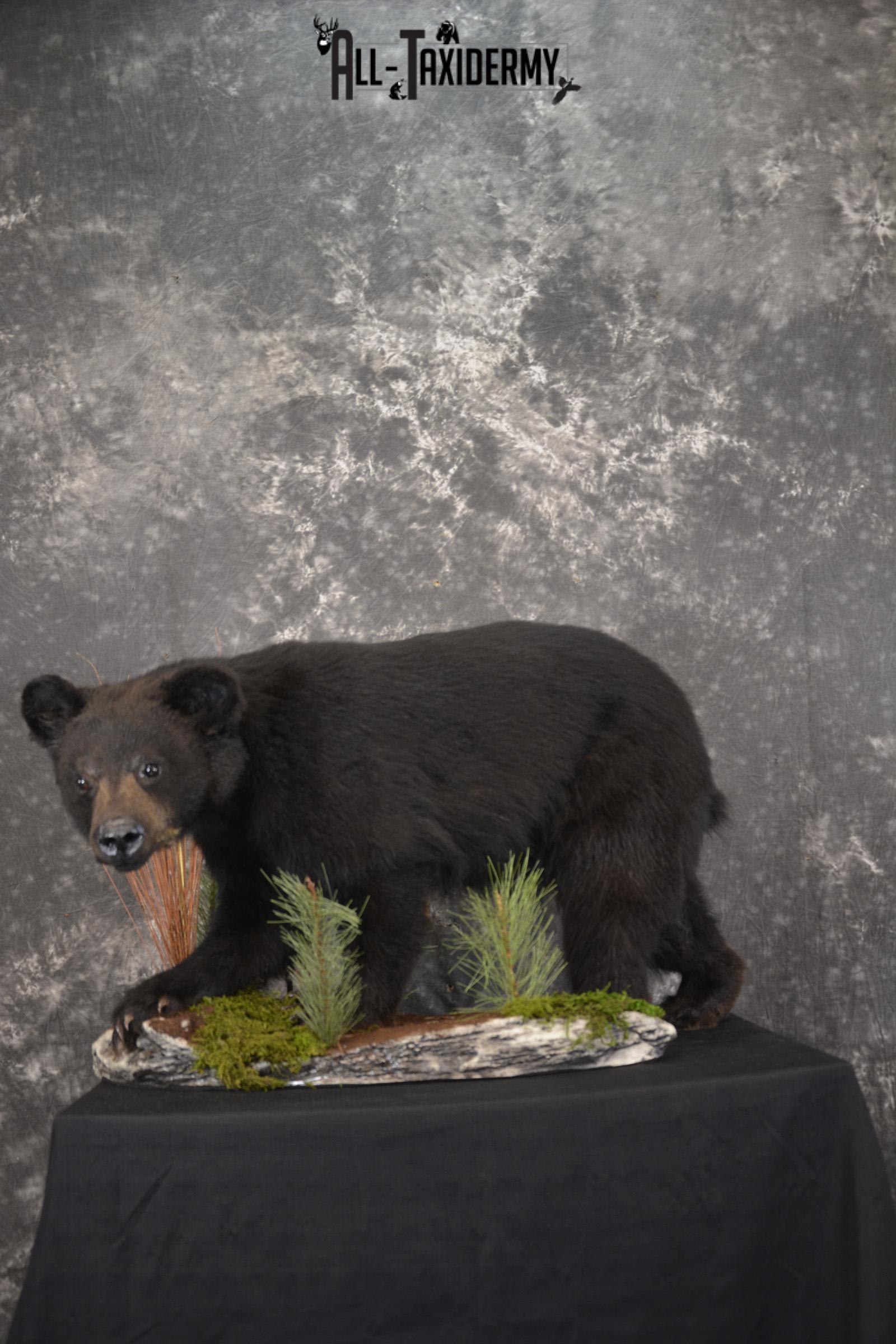 Black bear cub taxidermy mount for sale SKU 2118