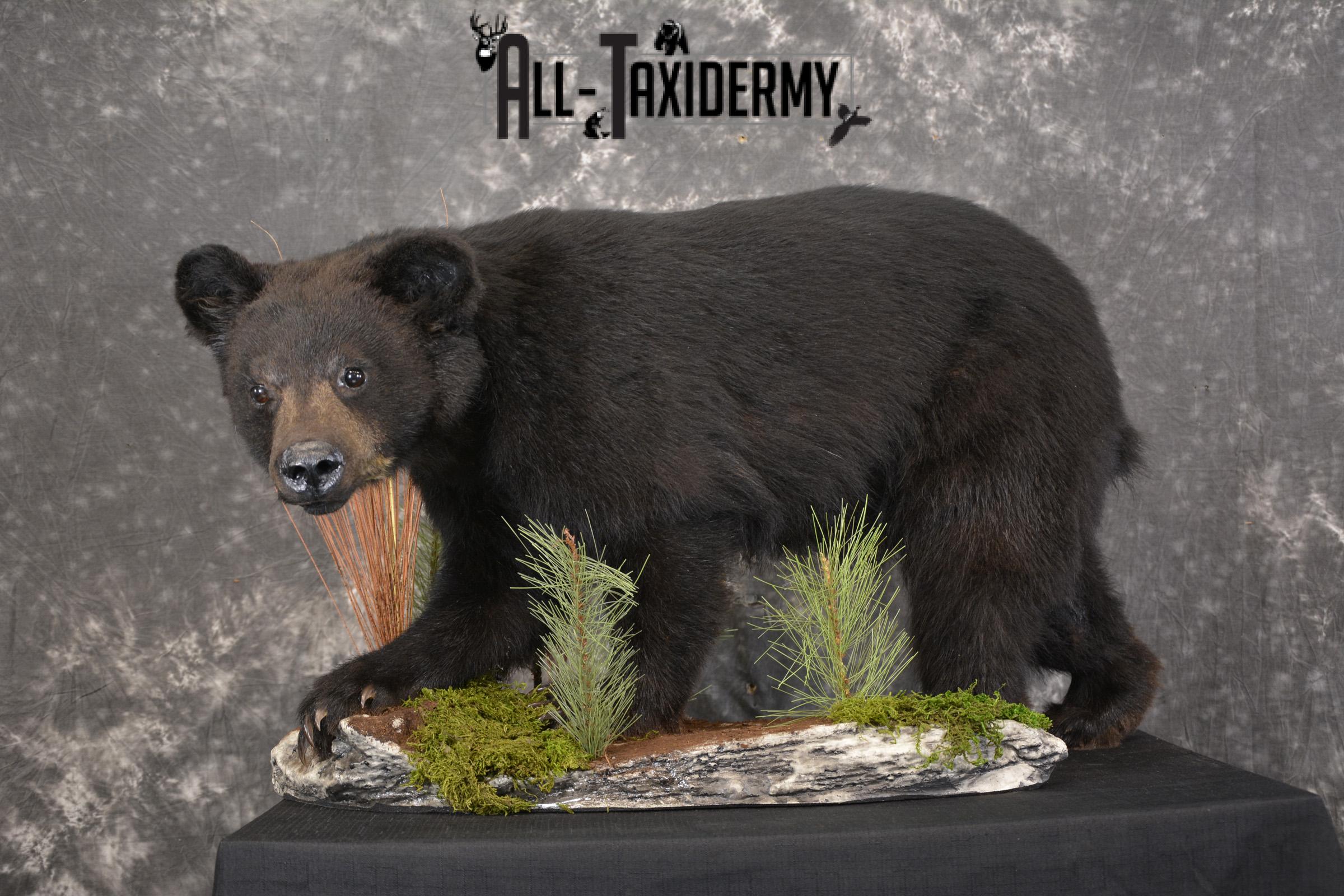 Black bear cub taxidermy mount for sale SKU 2118 - Image 9