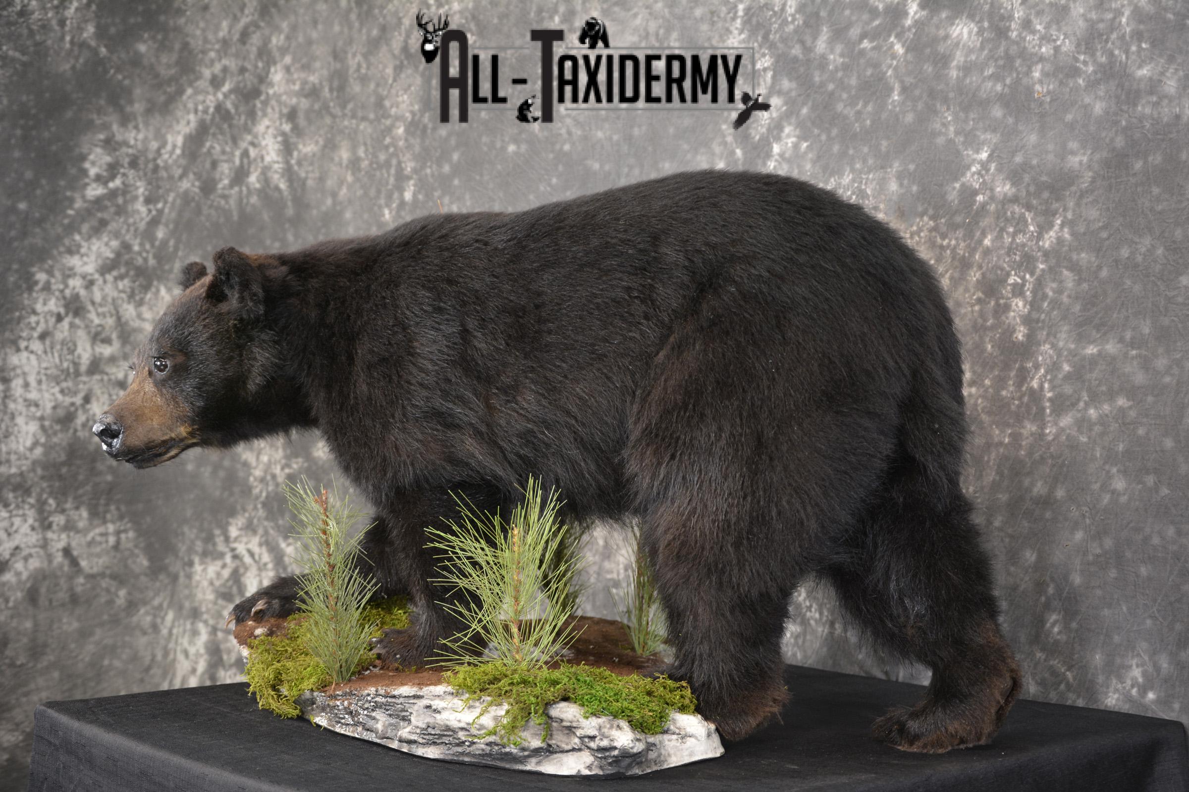 Black bear cub taxidermy mount for sale SKU 2118 - Image 8