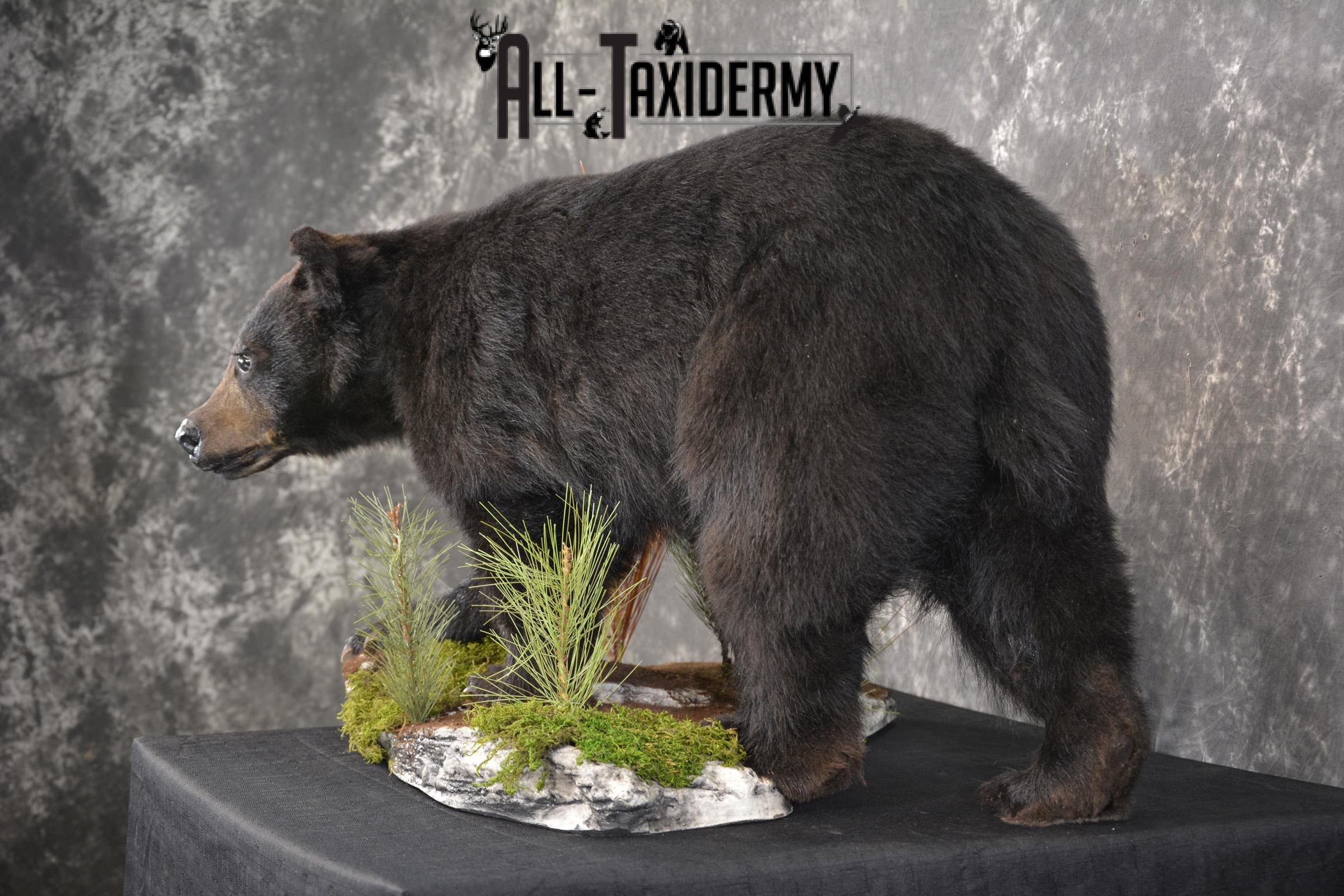 Black bear cub taxidermy mount for sale SKU 2118 - Image 7