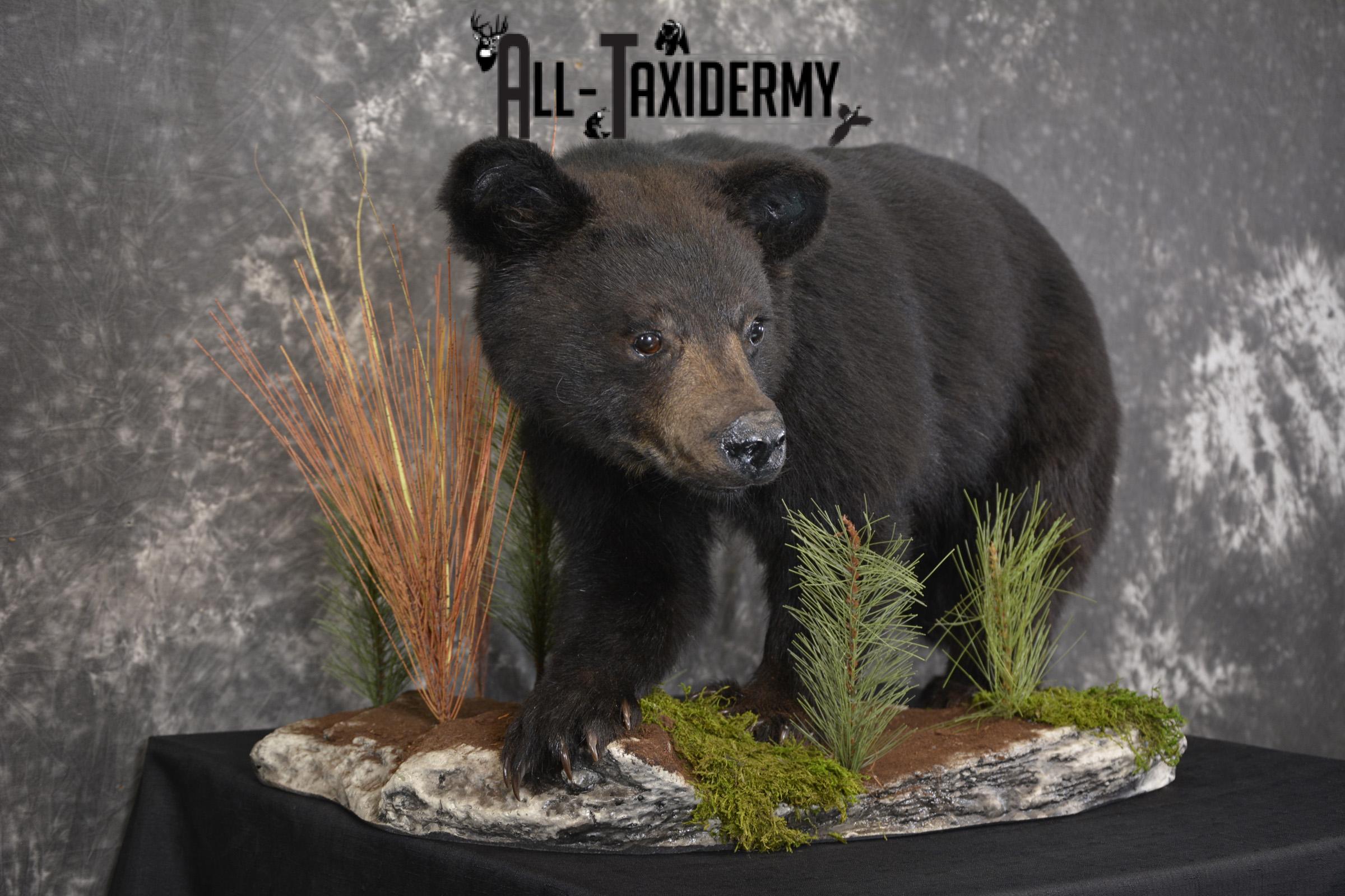 Black bear cub taxidermy mount for sale SKU 2118 - Image 6