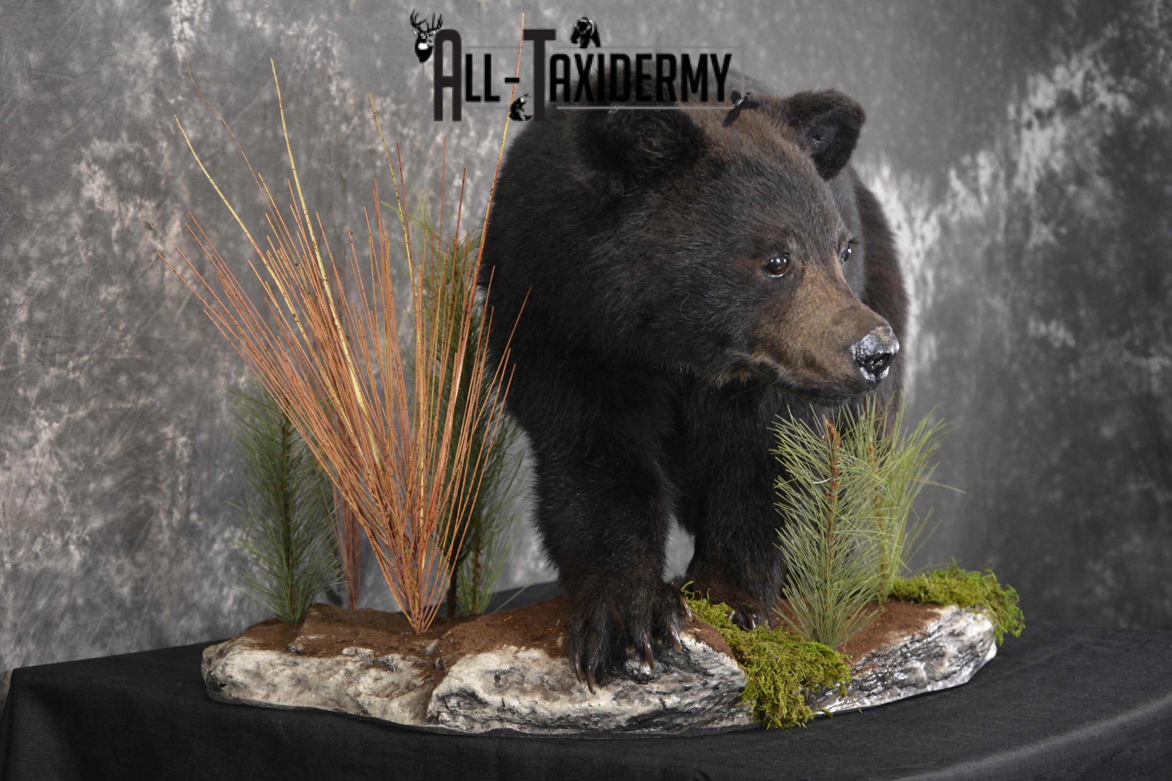 Black bear cub taxidermy mount for sale SKU 2118 - Image 5