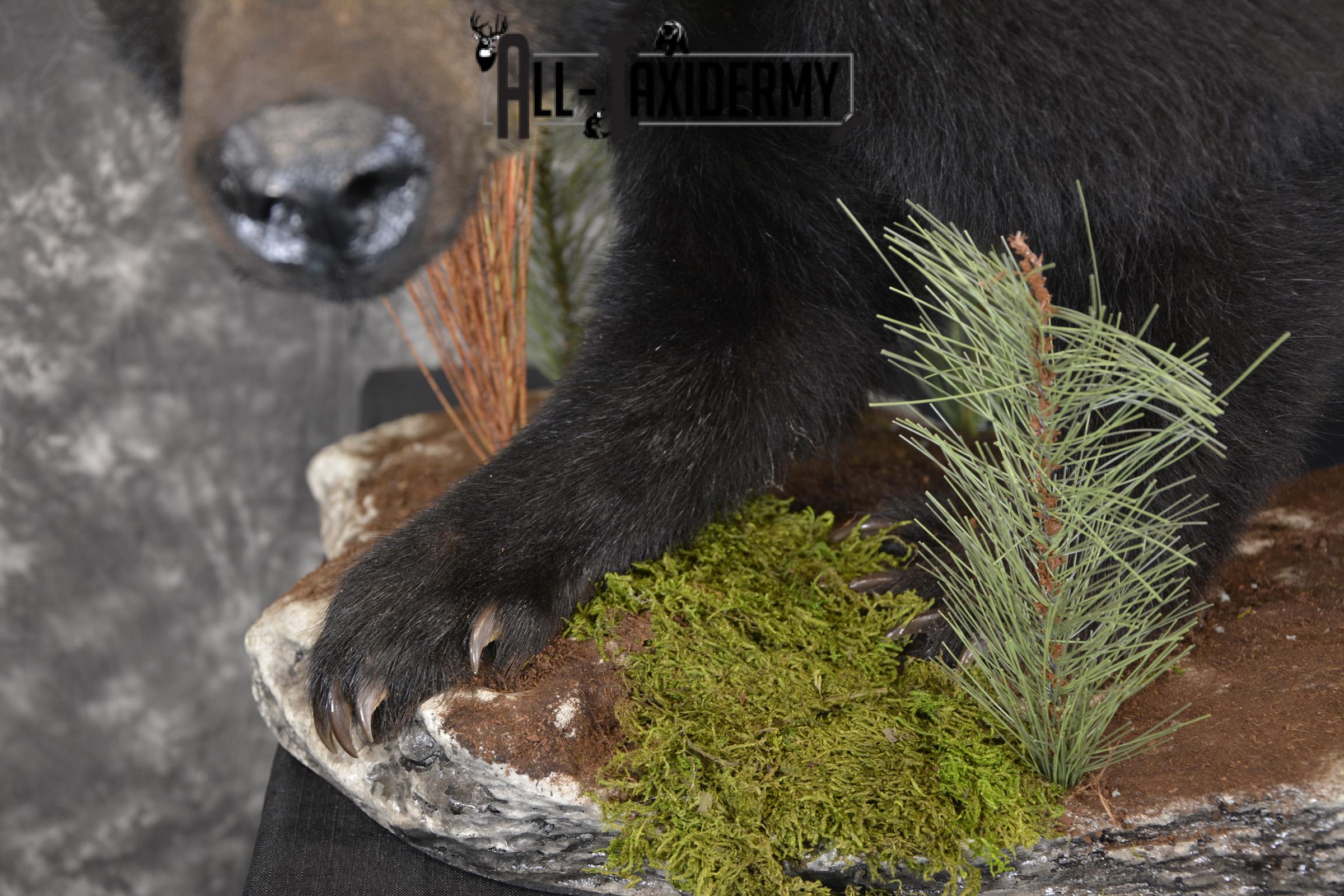 Black bear cub taxidermy mount for sale SKU 2118 - Image 4