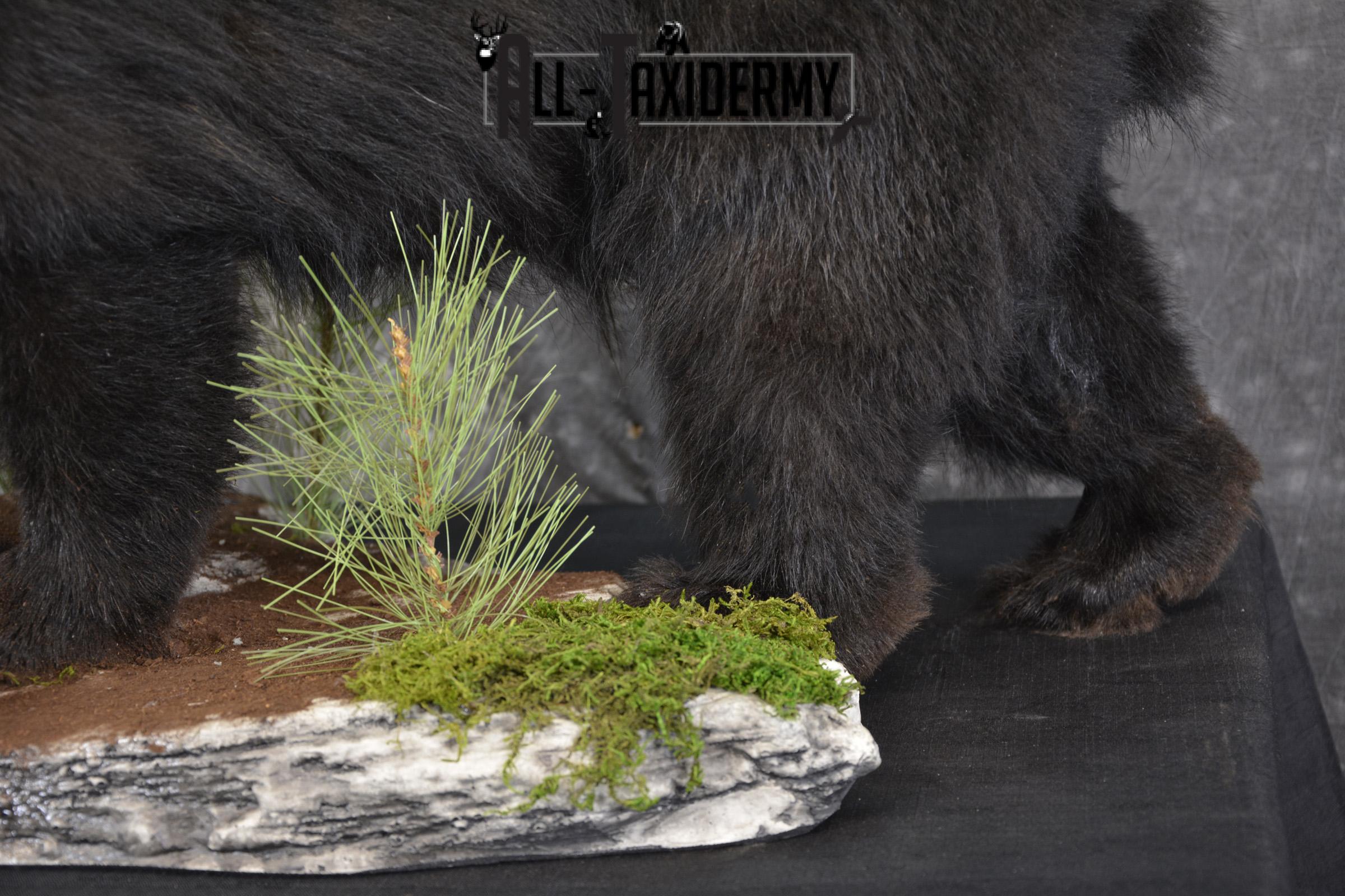 Black bear cub taxidermy mount for sale SKU 2118 - Image 3