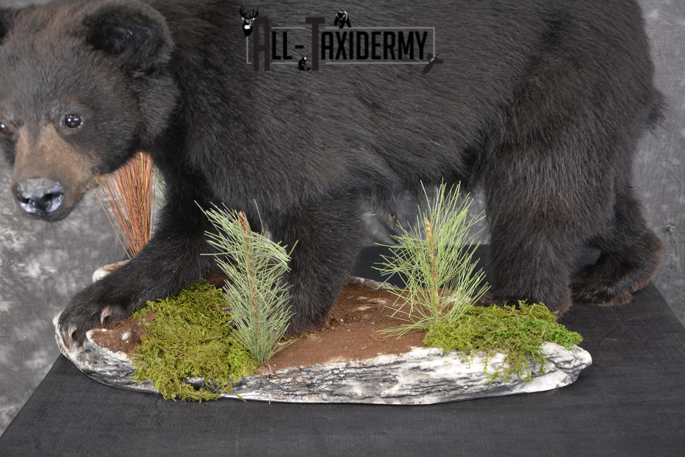 Black bear cub taxidermy mount for sale SKU 2118 - Image 2