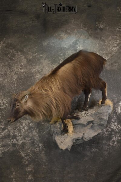South Pacific Himalayan Tahr full body taxidermy mount for sale SKU 2127