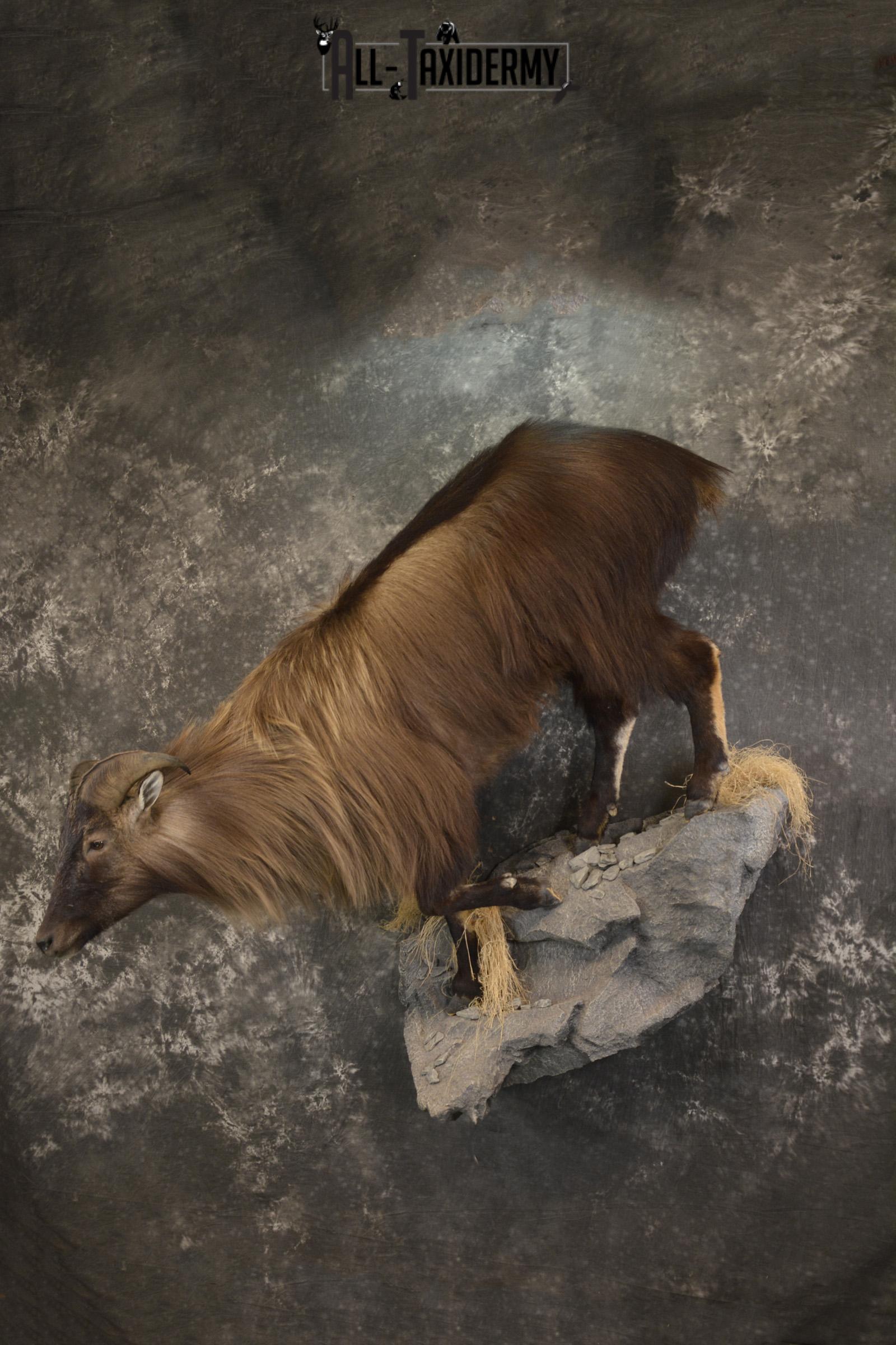 South Pacific Himalayan Tahr full body taxidermy mount for sale SKU 2127 - Image 10