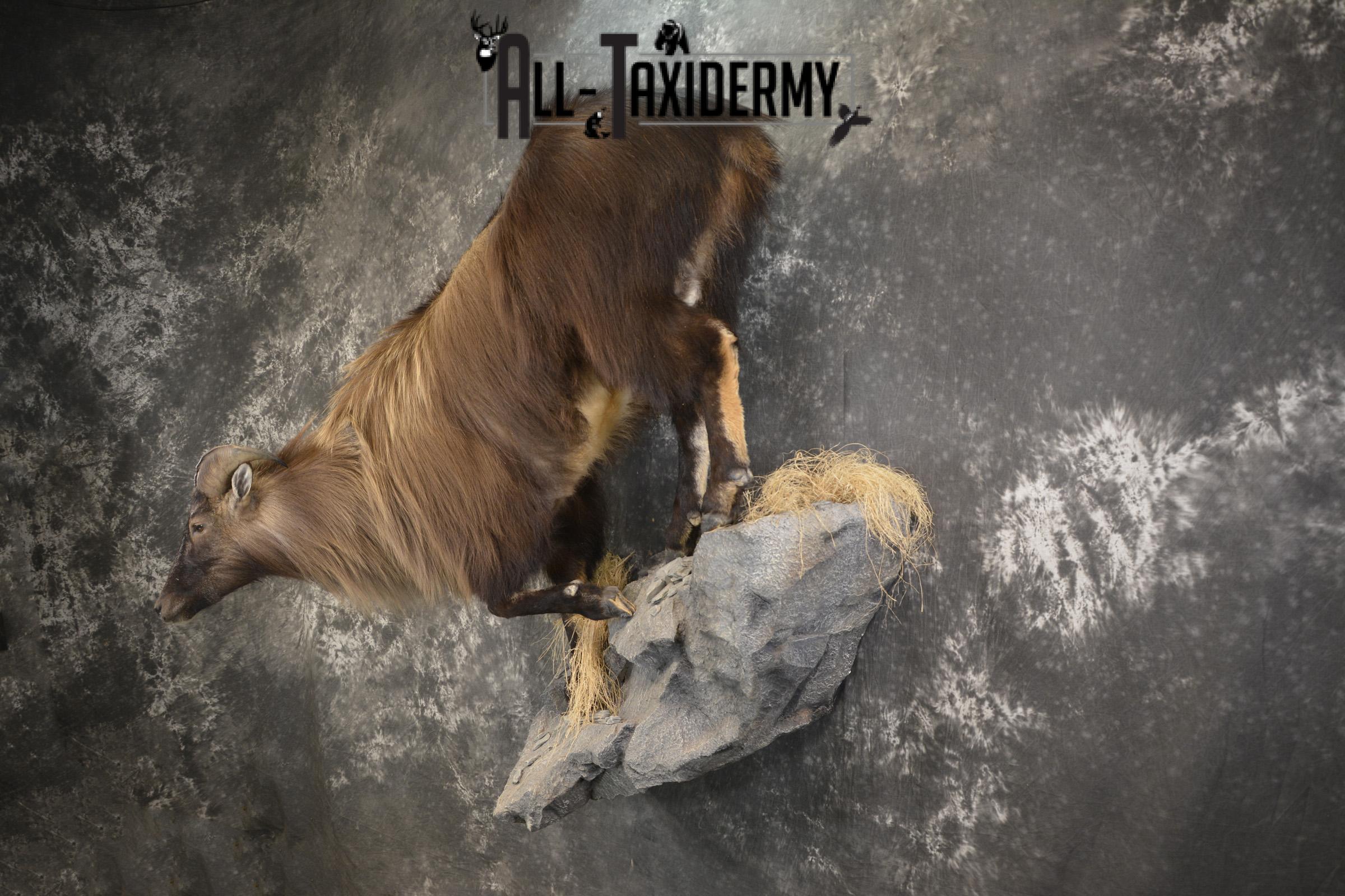 South Pacific Himalayan Tahr full body taxidermy mount for sale SKU 2127 - Image 9