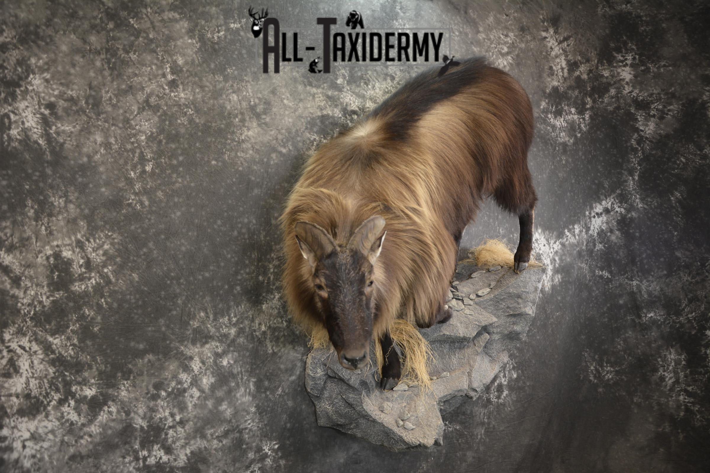 South Pacific Himalayan Tahr full body taxidermy mount for sale SKU 2127 - Image 8