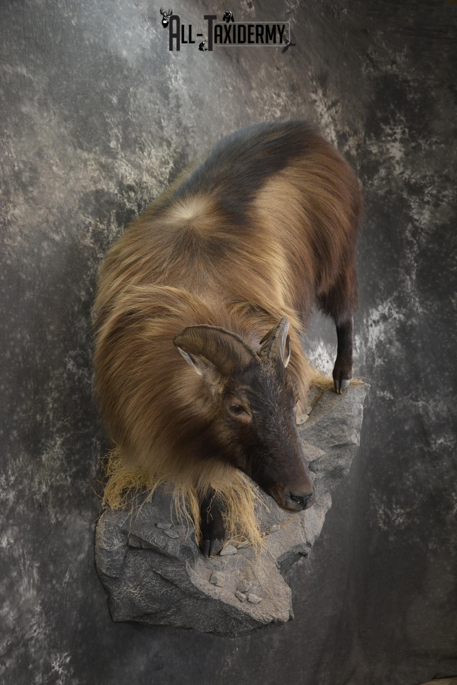 South Pacific Himalayan Tahr full body taxidermy mount for sale SKU 2127 - Image 7