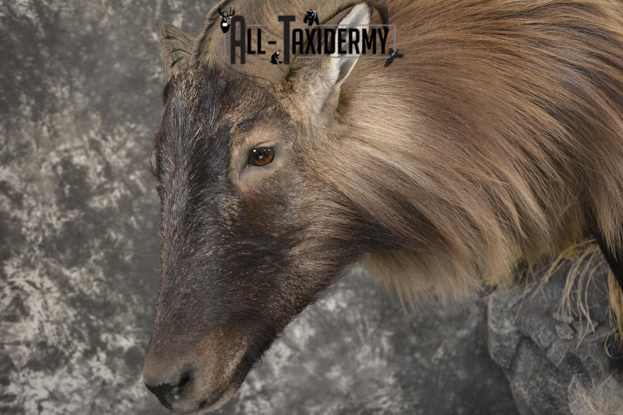 South Pacific Himalayan Tahr full body taxidermy mount for sale SKU 2127 - Image 6