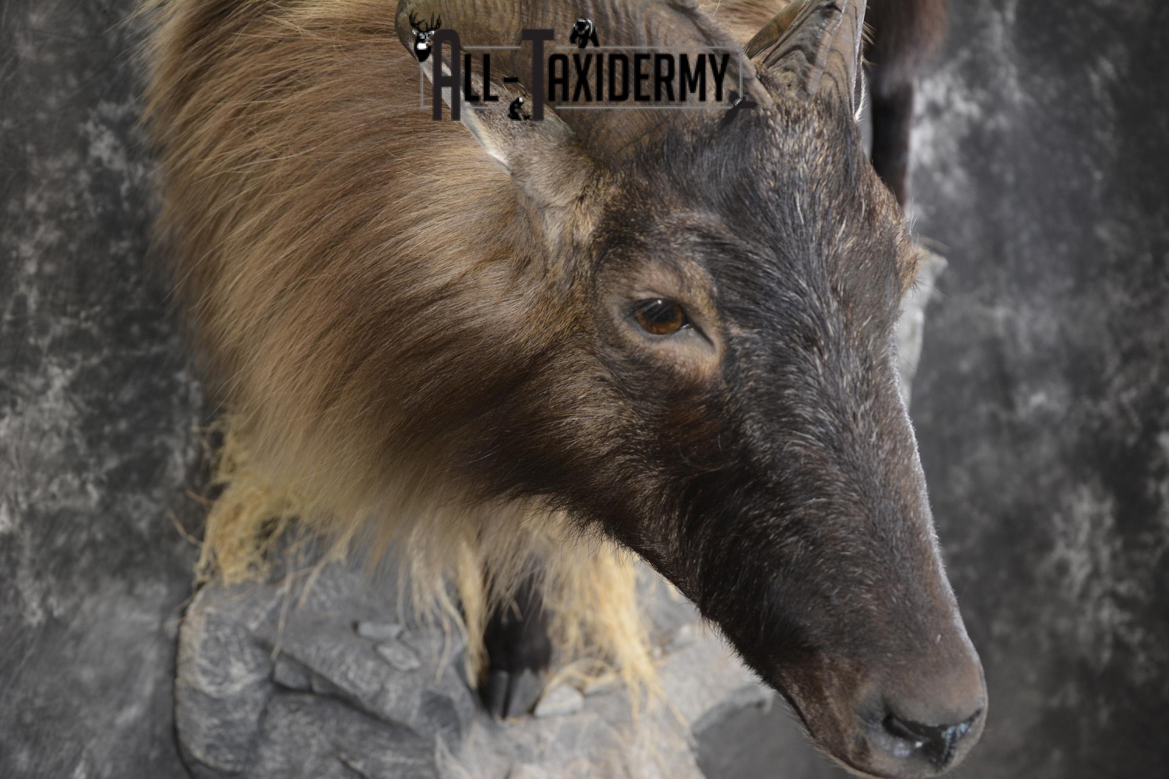 South Pacific Himalayan Tahr full body taxidermy mount for sale SKU 2127 - Image 5