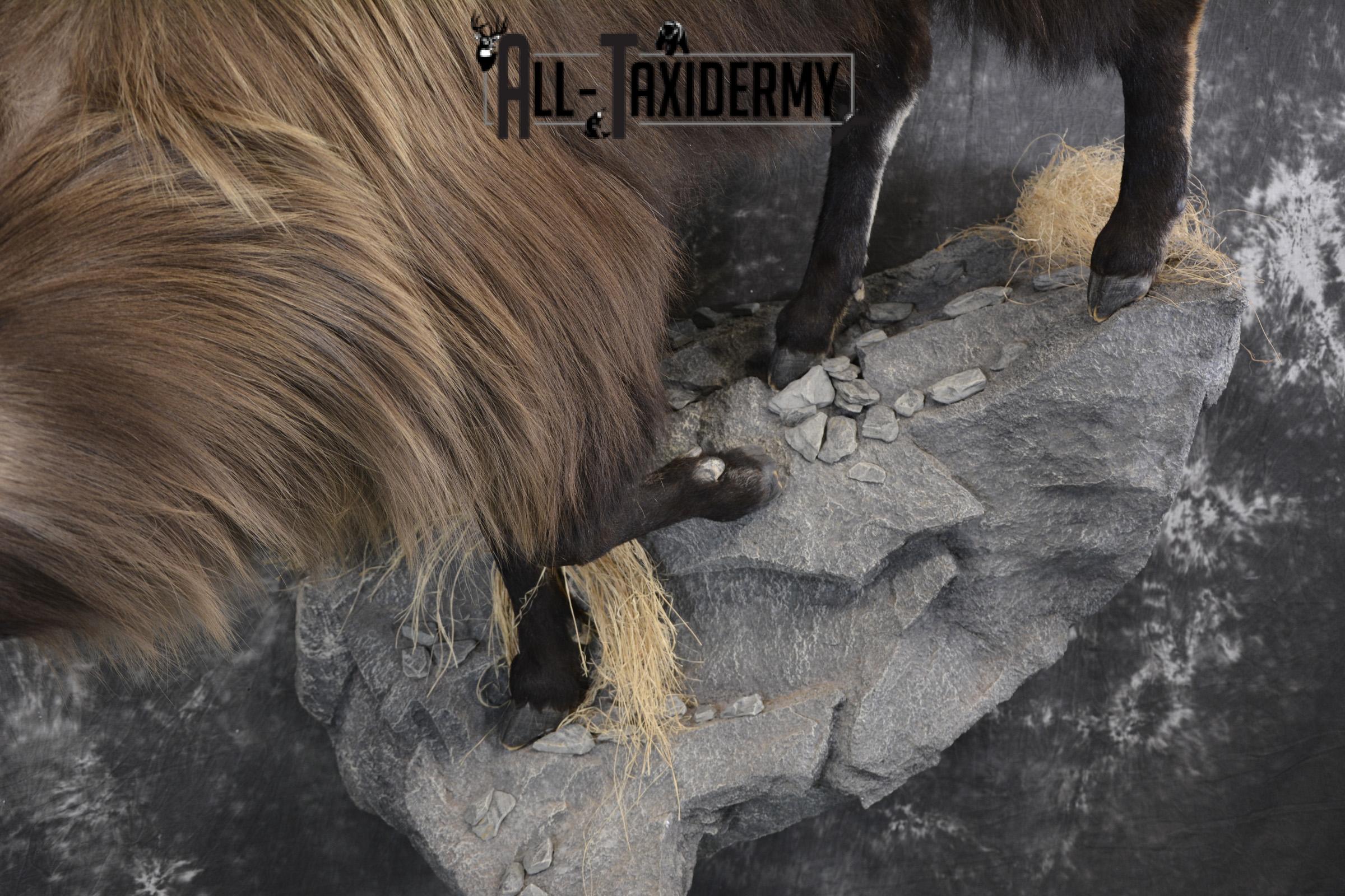 South Pacific Himalayan Tahr full body taxidermy mount for sale SKU 2127 - Image 4