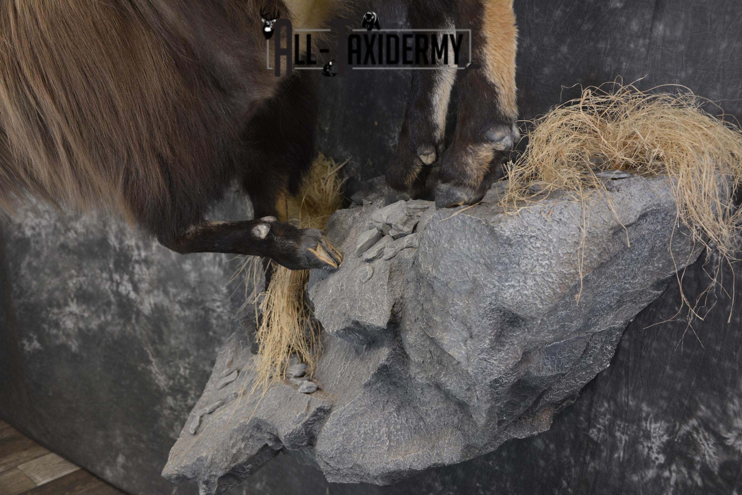 South Pacific Himalayan Tahr full body taxidermy mount for sale SKU 2127 - Image 3