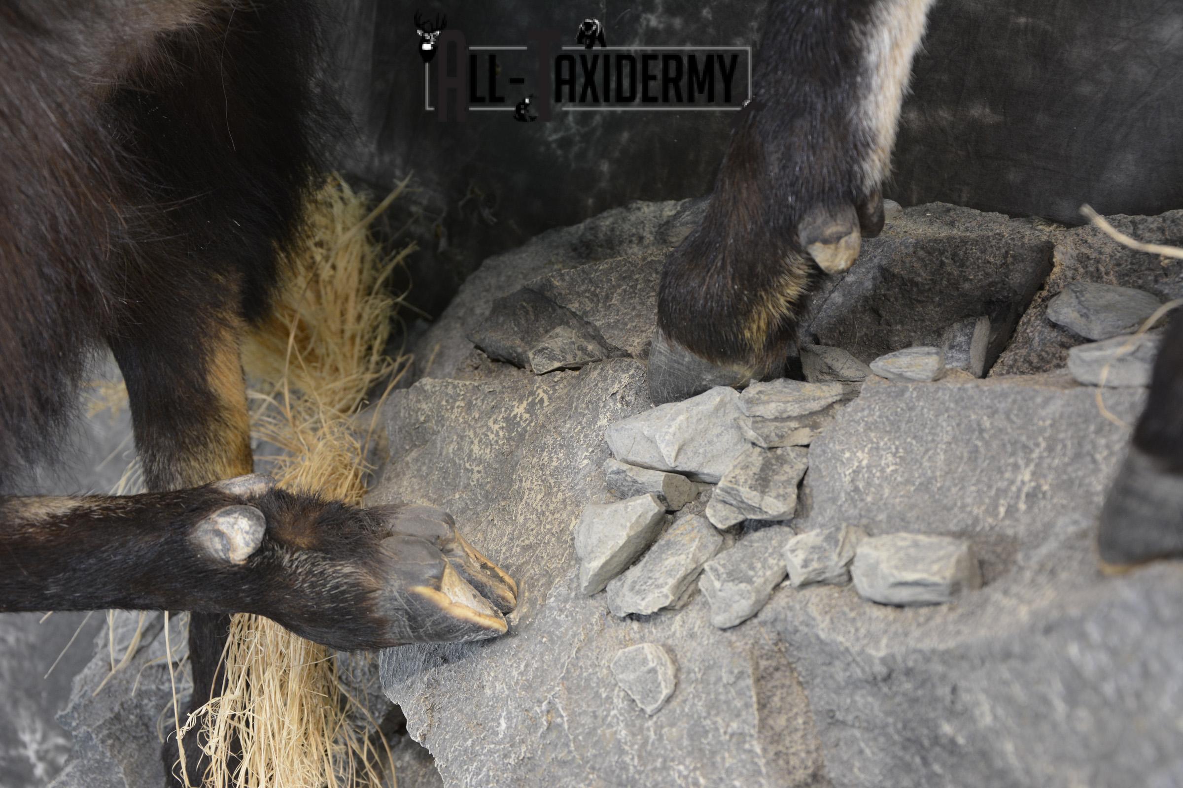 South Pacific Himalayan Tahr full body taxidermy mount for sale SKU 2127 - Image 2