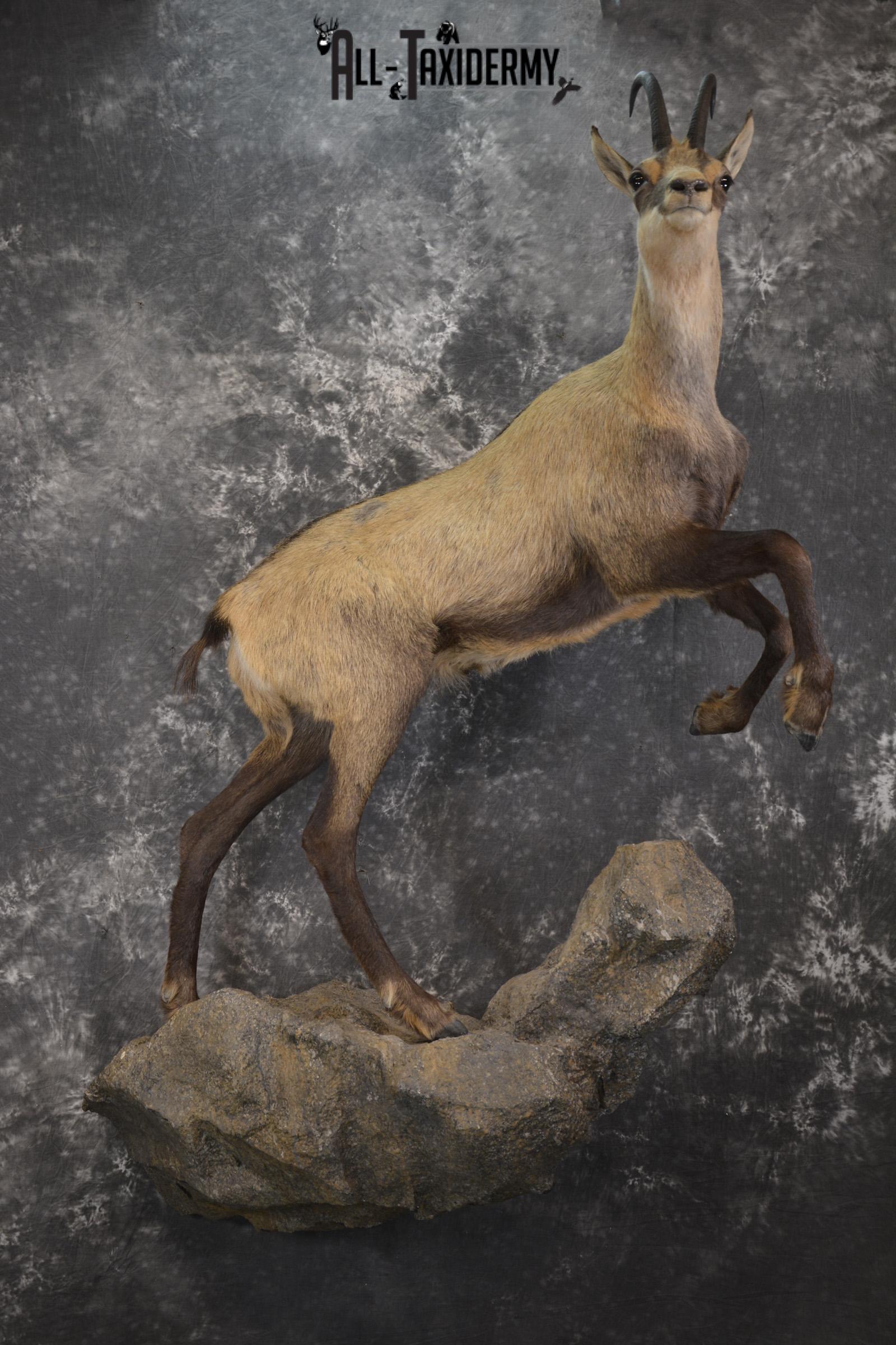 Full body chamois taxidermy mount for sale SKU 2120