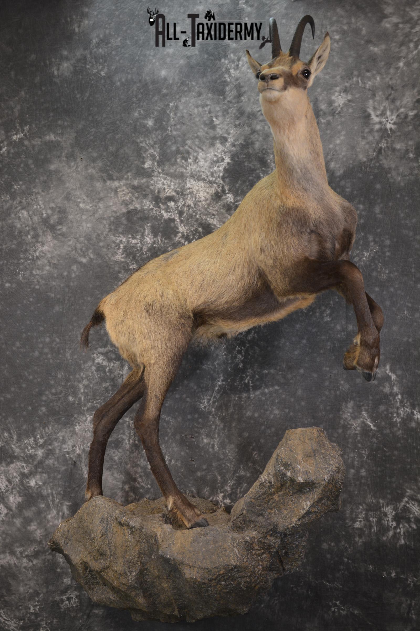 Full body chamois taxidermy mount for sale SKU 2120 - Image 13