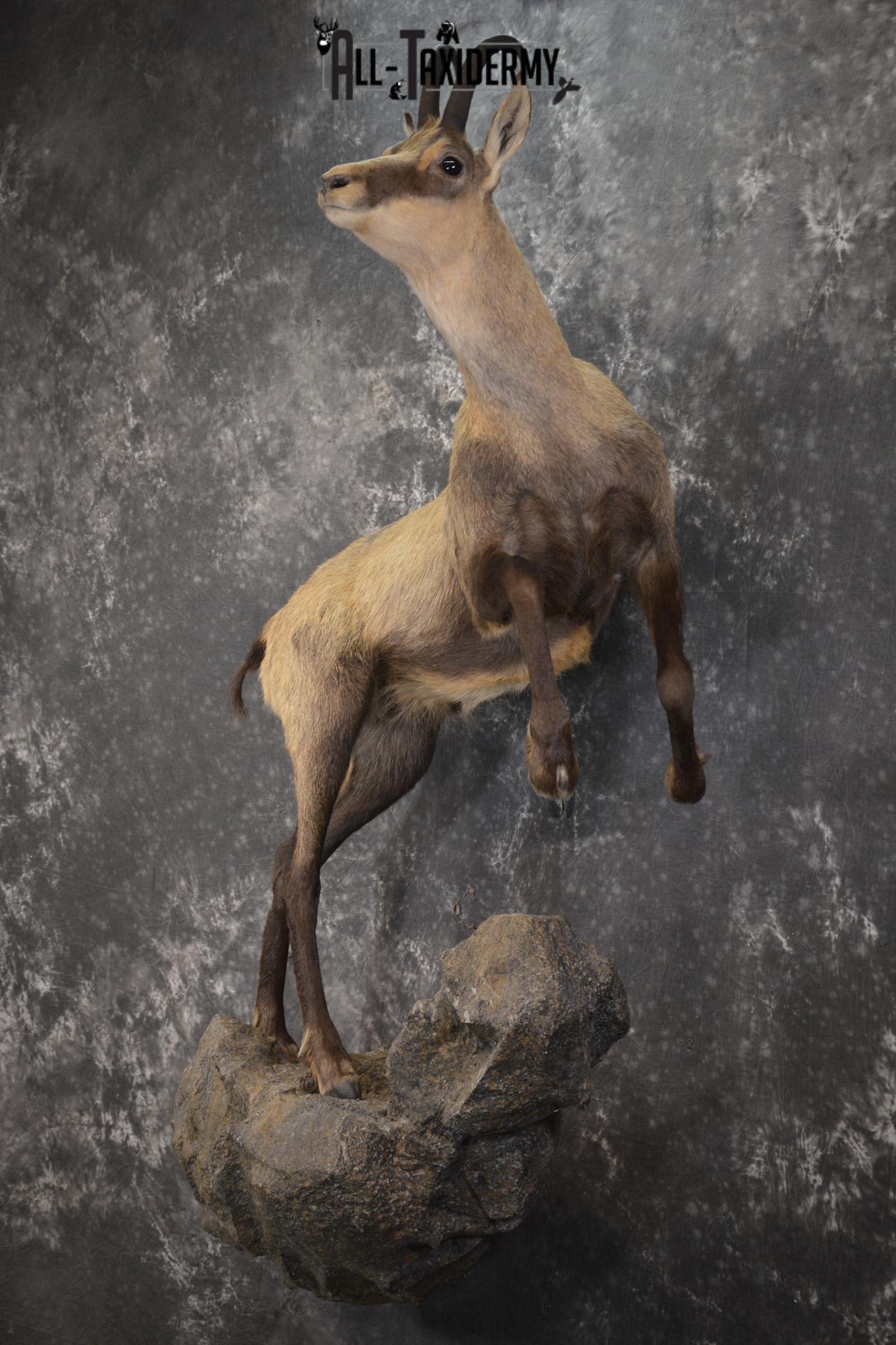 Full body chamois taxidermy mount for sale SKU 2120 - Image 12