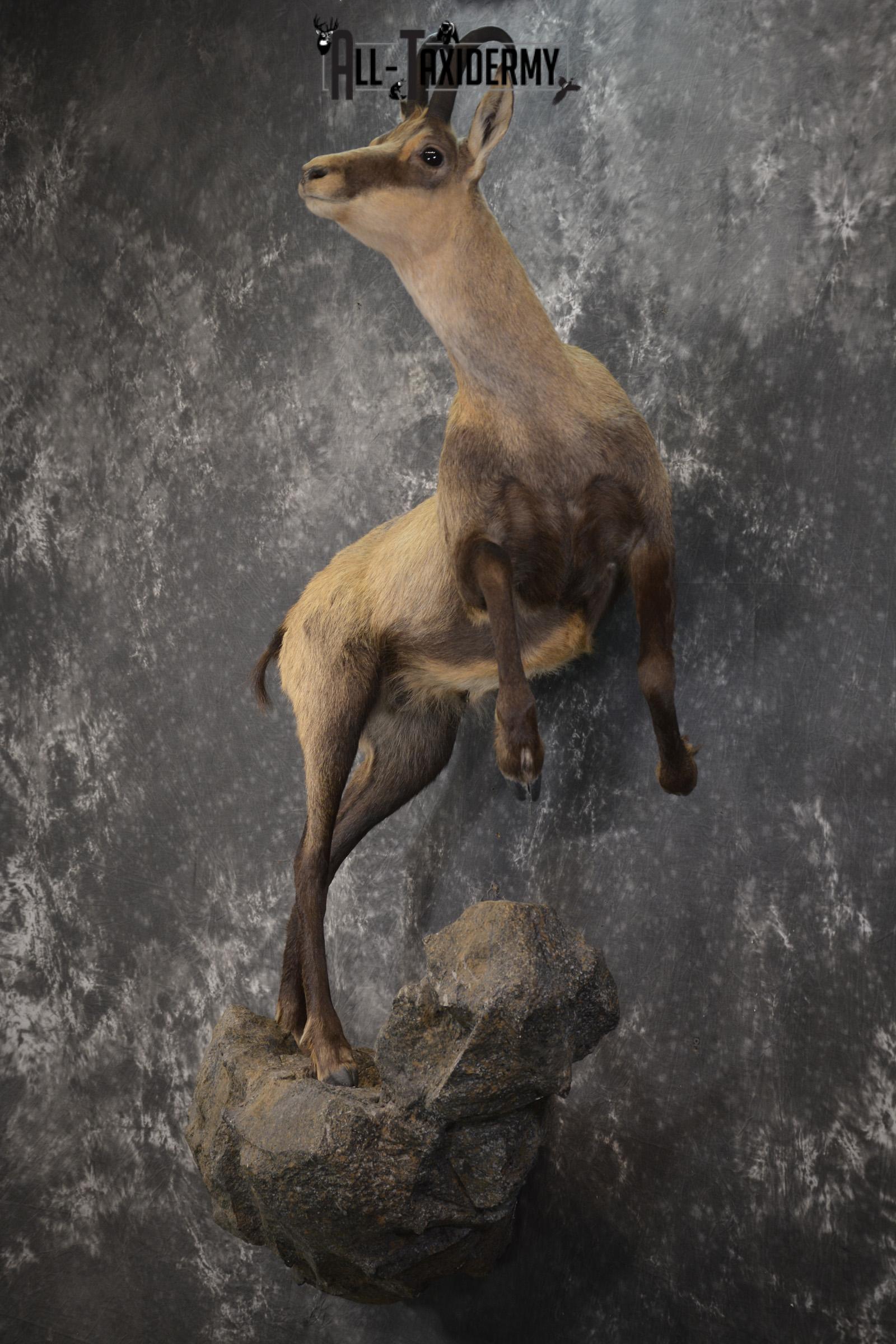 Full body chamois taxidermy mount for sale SKU 2120 - Image 11
