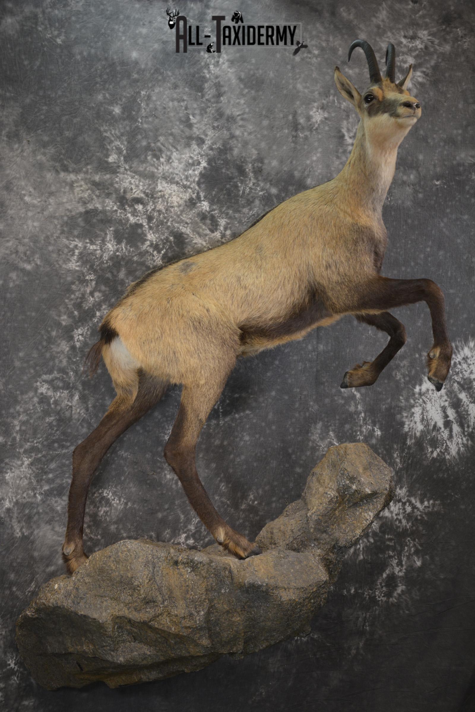 Full body chamois taxidermy mount for sale SKU 2120 - Image 10