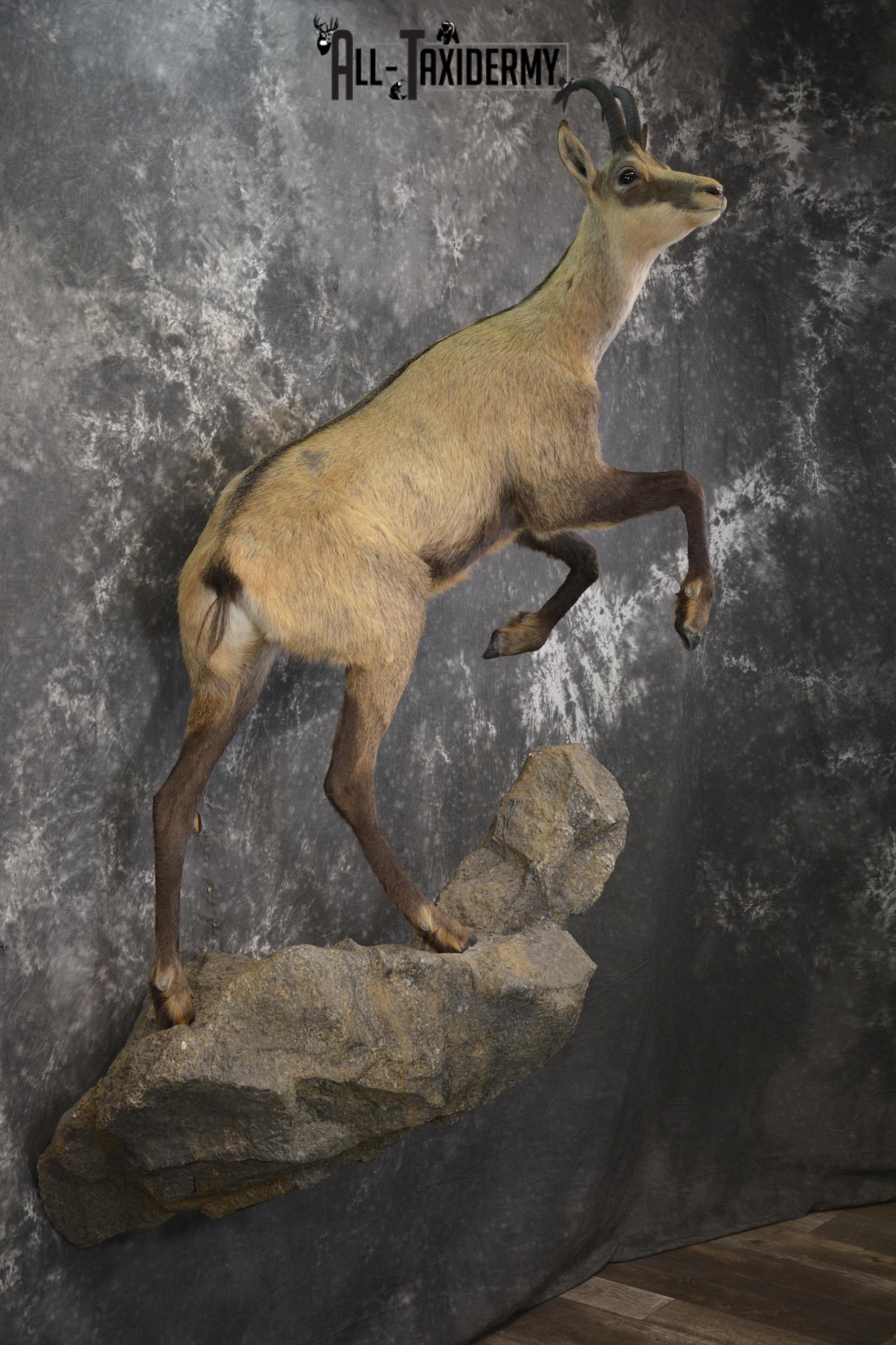 Full body chamois taxidermy mount for sale SKU 2120 - Image 9
