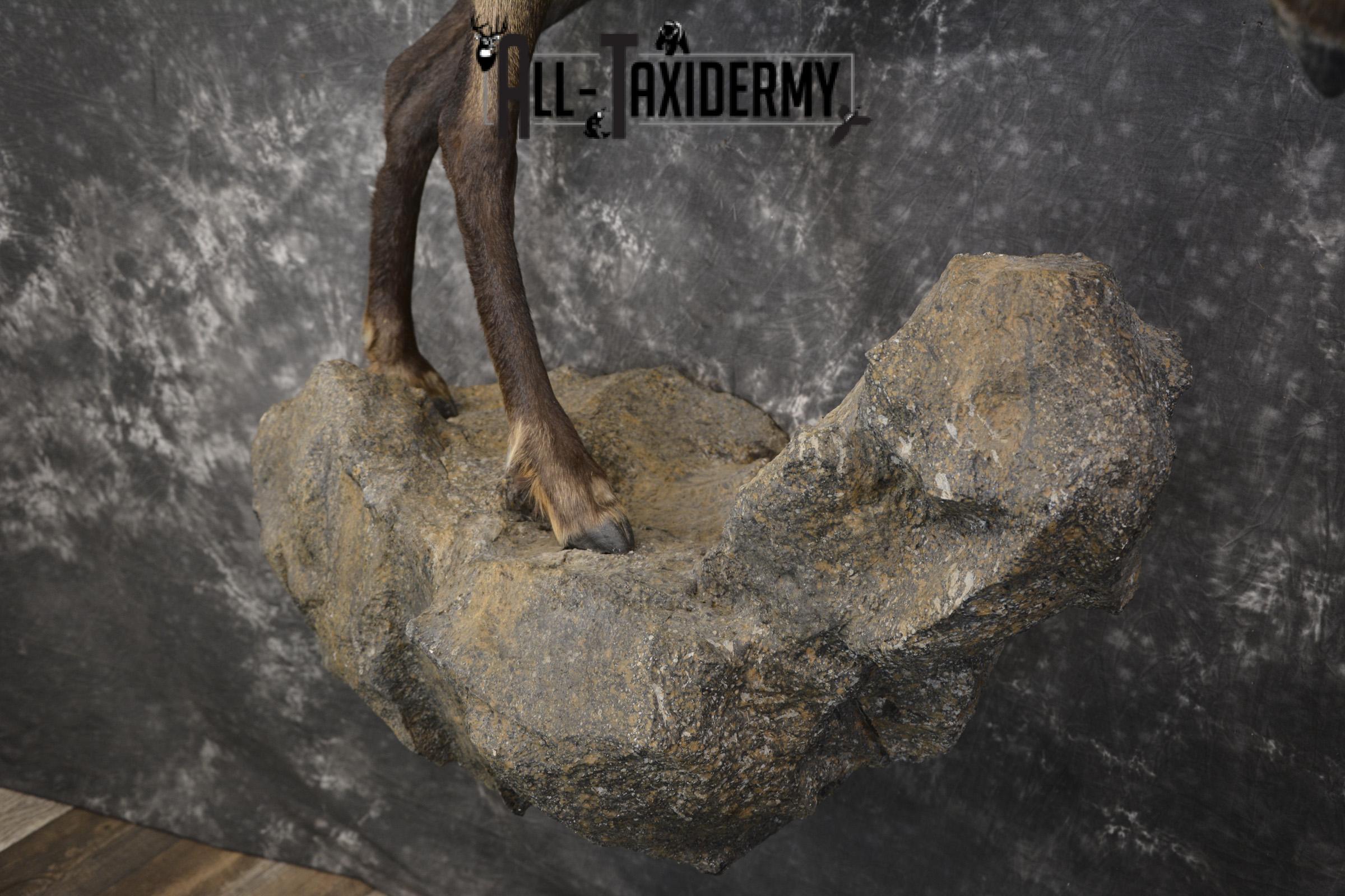 Full body chamois taxidermy mount for sale SKU 2120 - Image 7