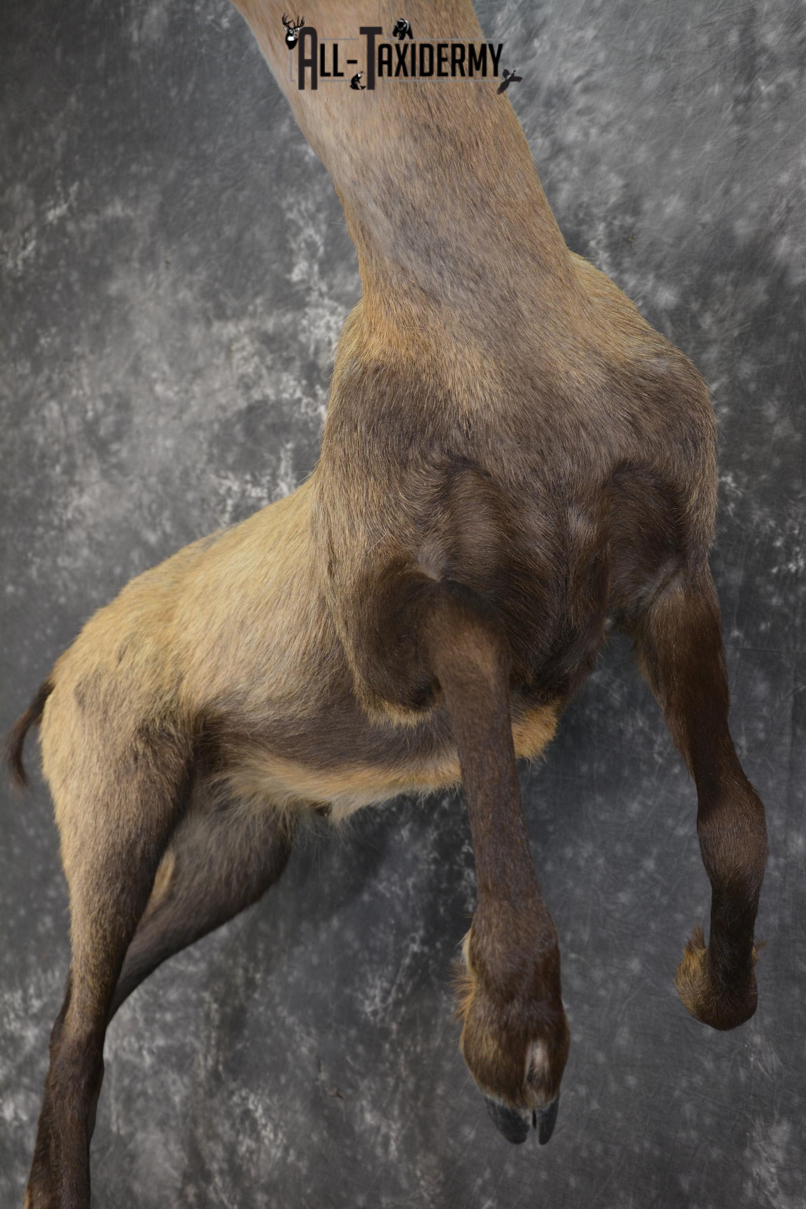 Full body chamois taxidermy mount for sale SKU 2120 - Image 6