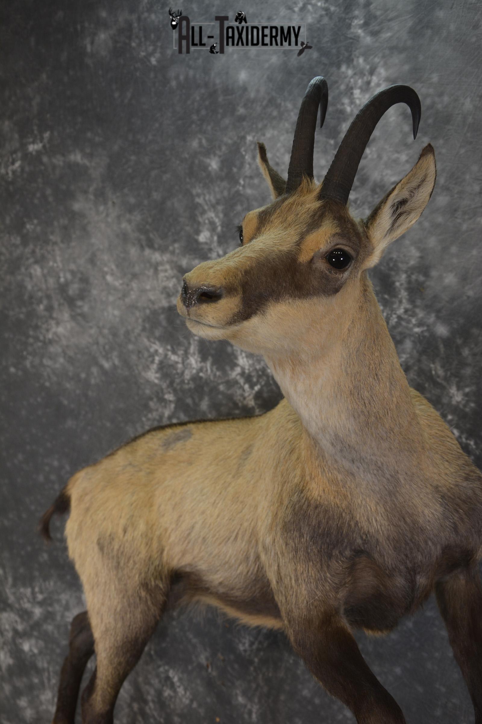 Full body chamois taxidermy mount for sale SKU 2120 - Image 5