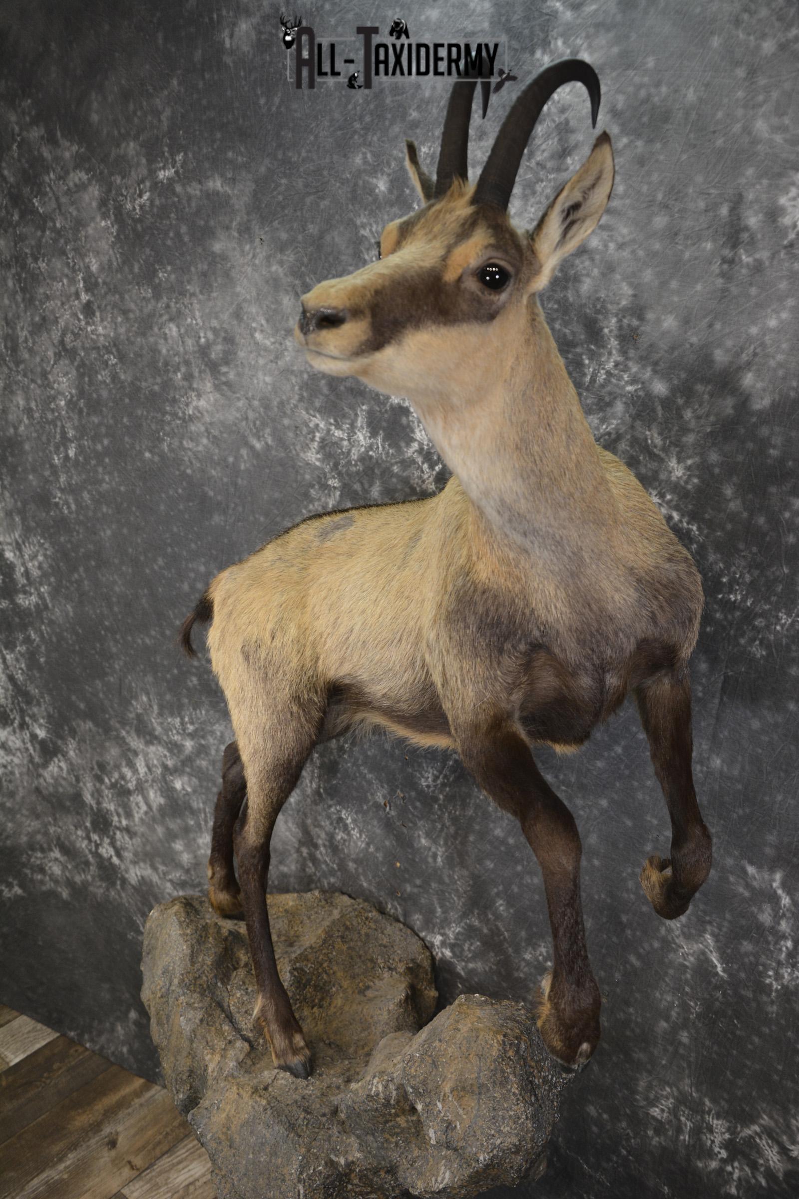 Full body chamois taxidermy mount for sale SKU 2120 - Image 4
