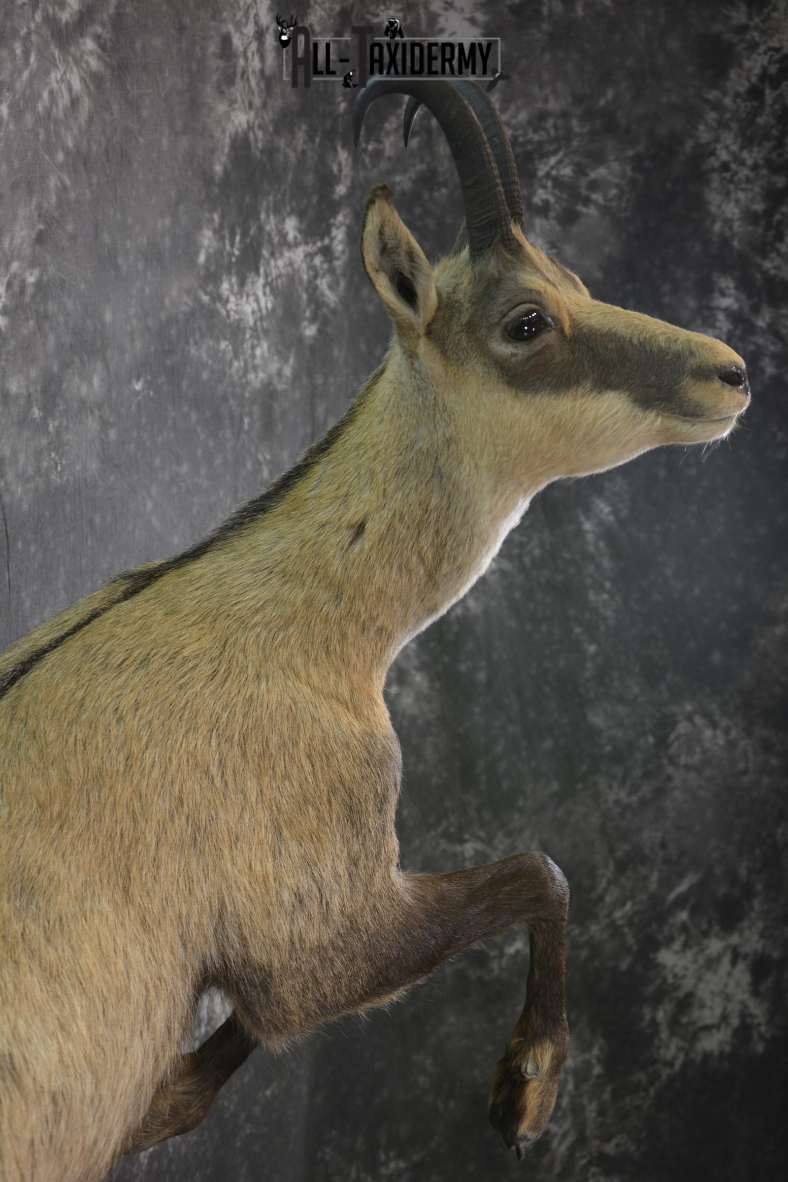 Full body chamois taxidermy mount for sale SKU 2120 - Image 3