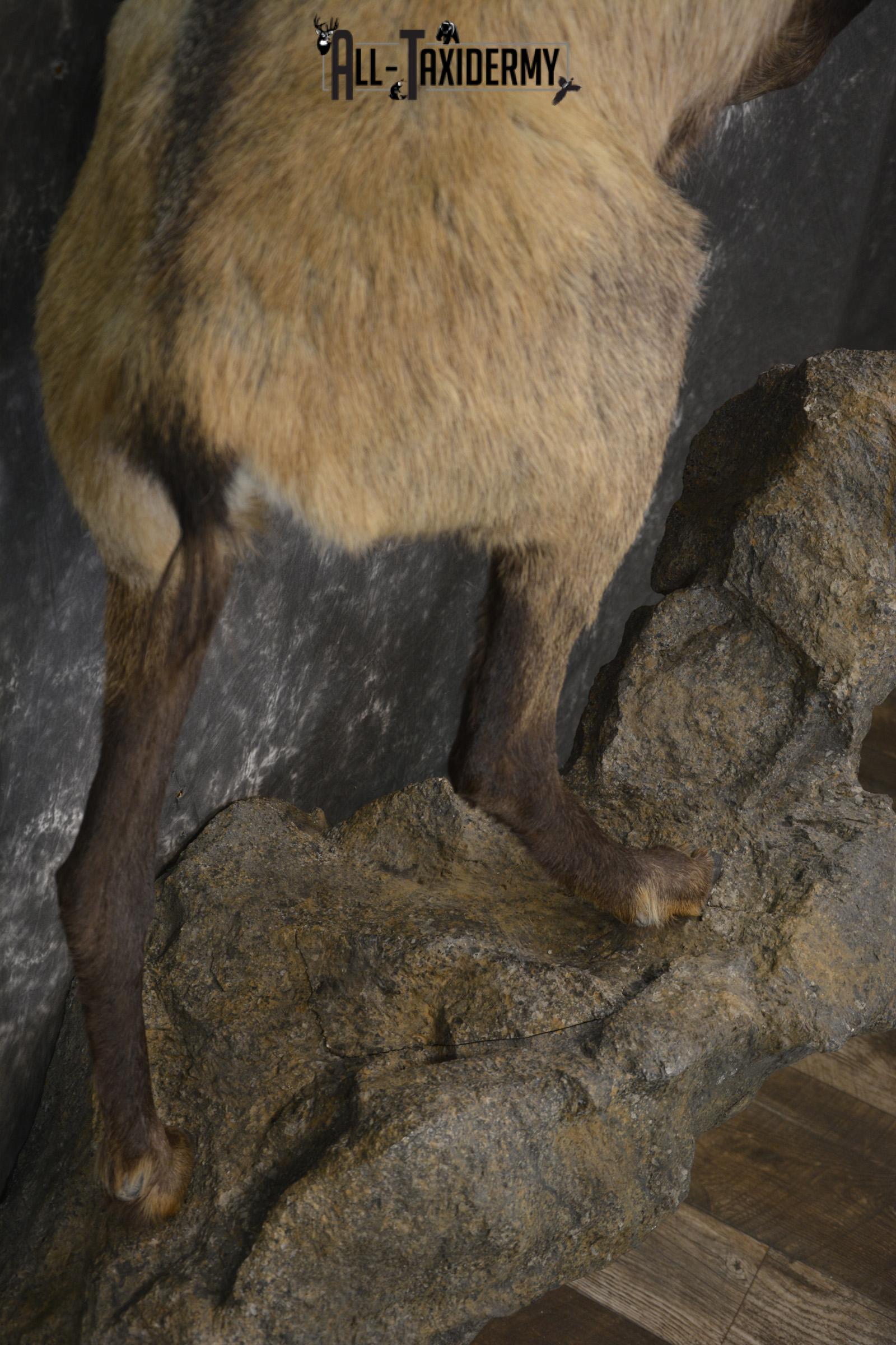 Full body chamois taxidermy mount for sale SKU 2120 - Image 2