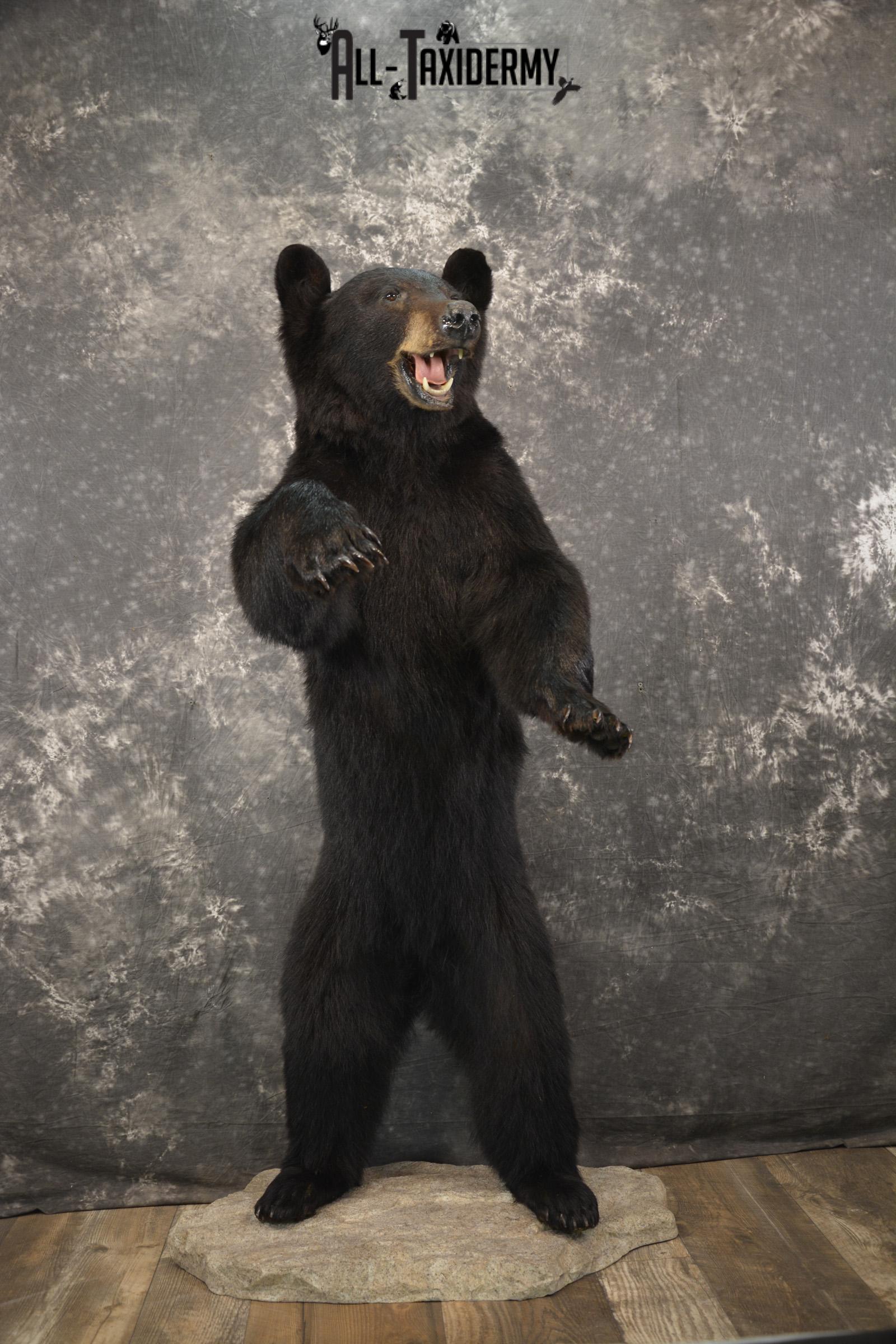 Full body black bear taxidermy mount for sale SKU 2119