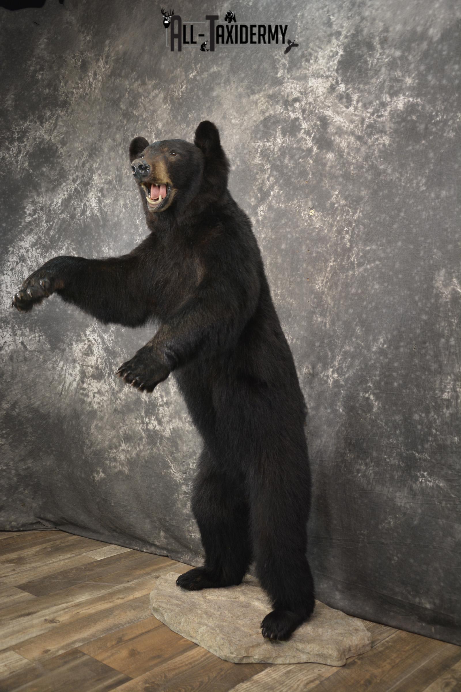 Full body black bear taxidermy mount for sale SKU 2119 - Image 10