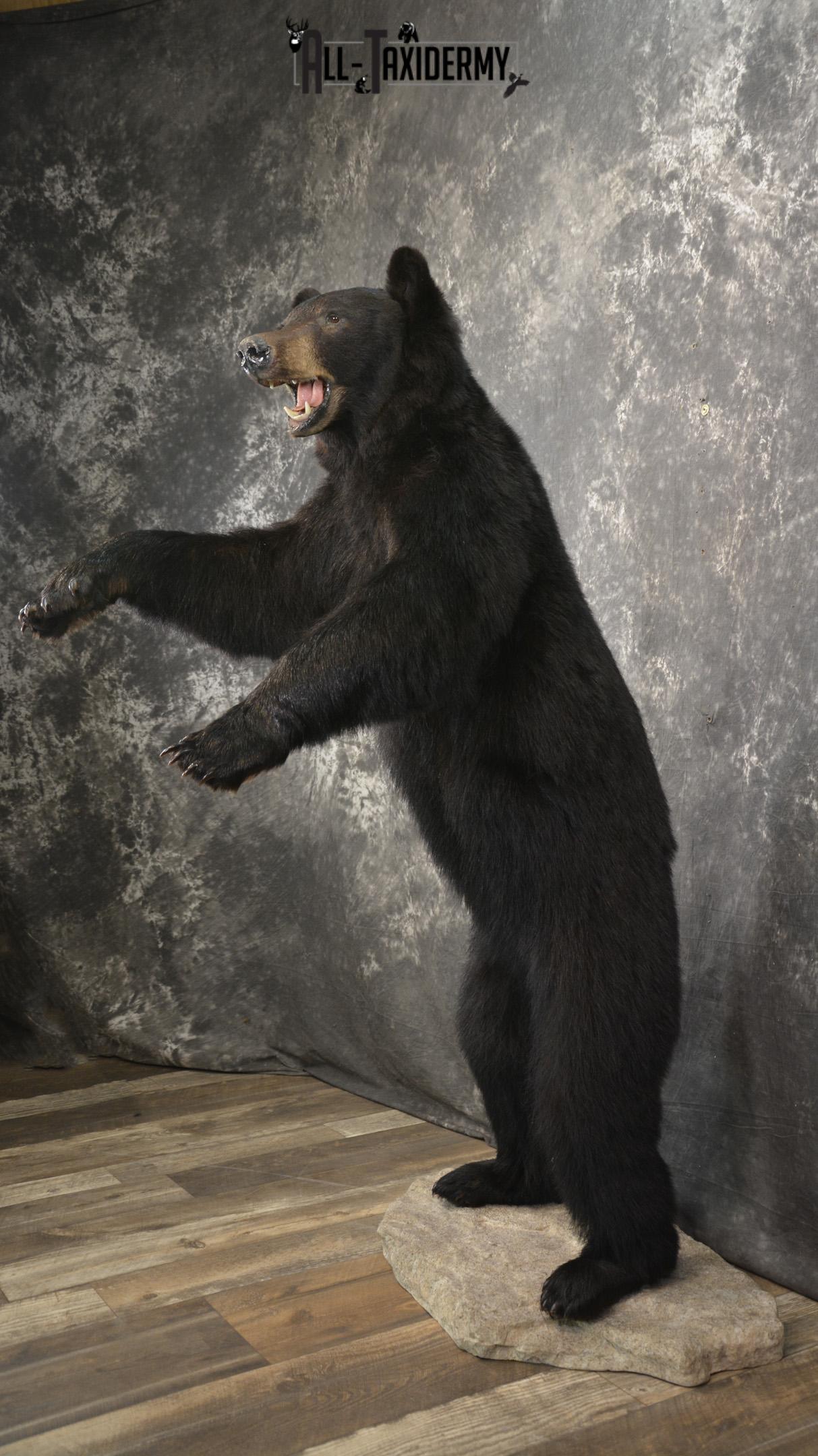 Full body black bear taxidermy mount for sale SKU 2119 - Image 9
