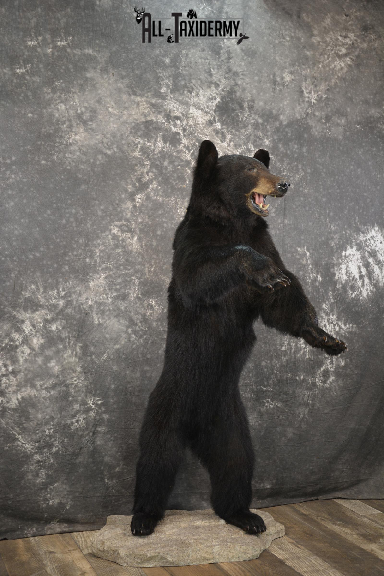 Full body black bear taxidermy mount for sale SKU 2119 - Image 8