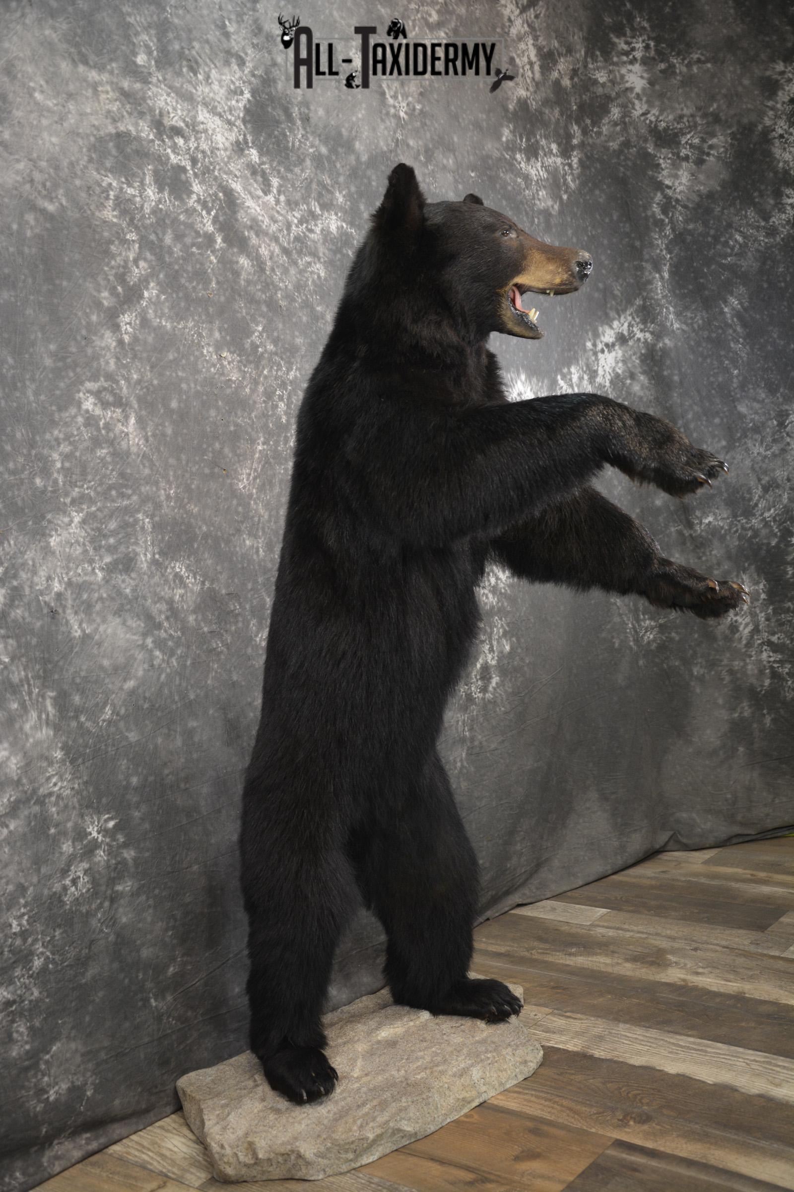 Full body black bear taxidermy mount for sale SKU 2119 - Image 7
