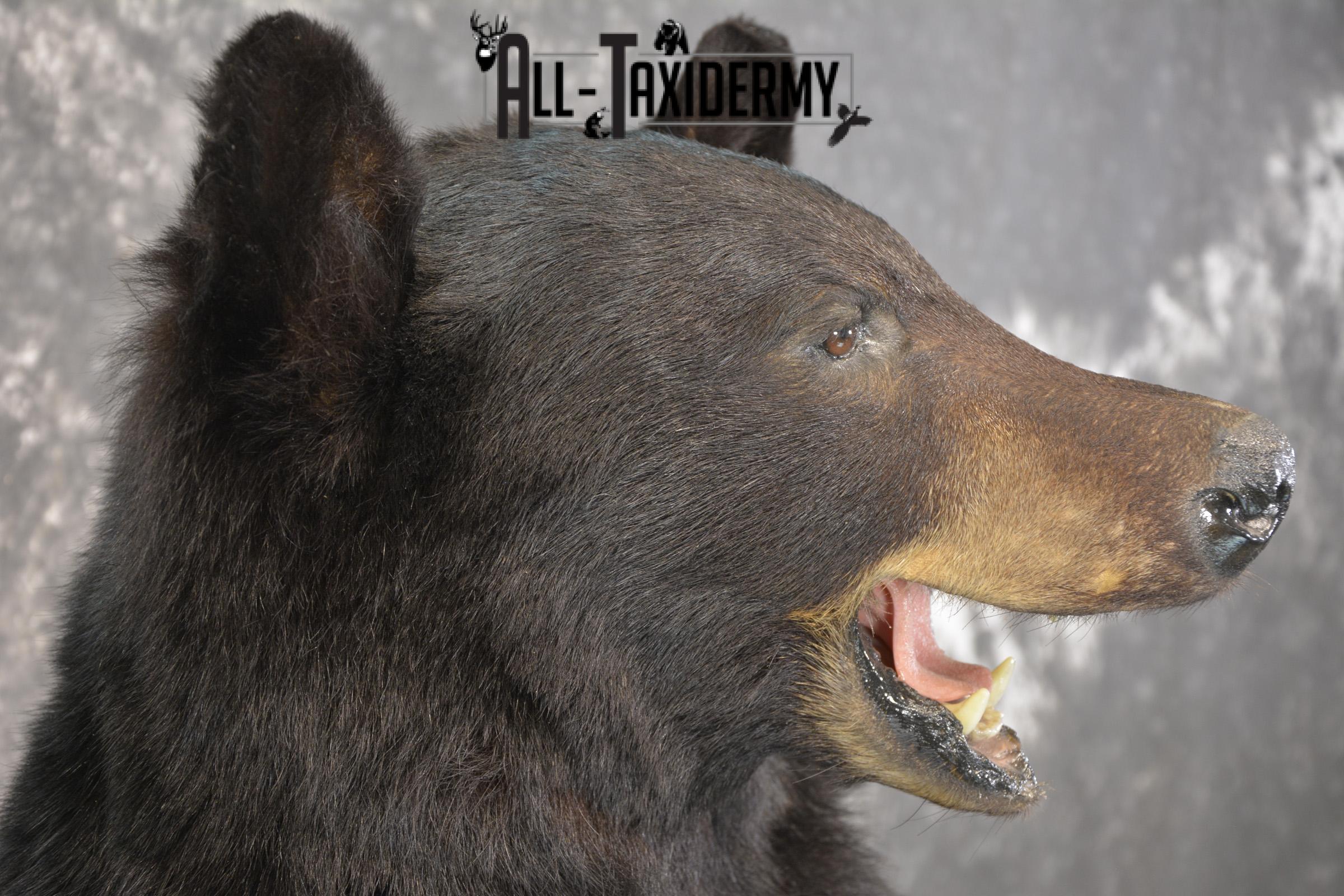 Full body black bear taxidermy mount for sale SKU 2119 - Image 6