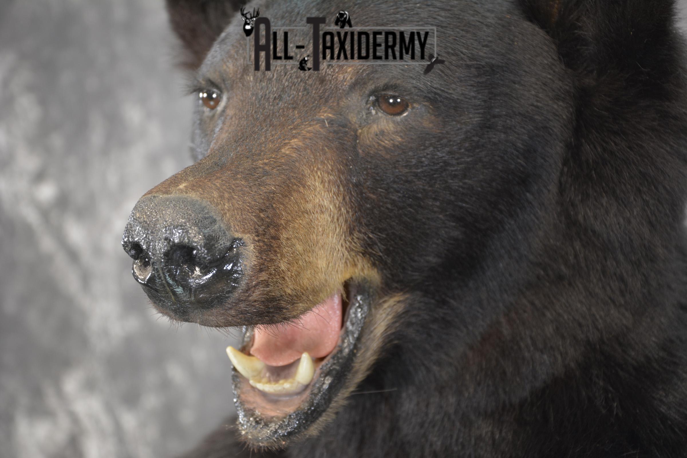 Full body black bear taxidermy mount for sale SKU 2119 - Image 5