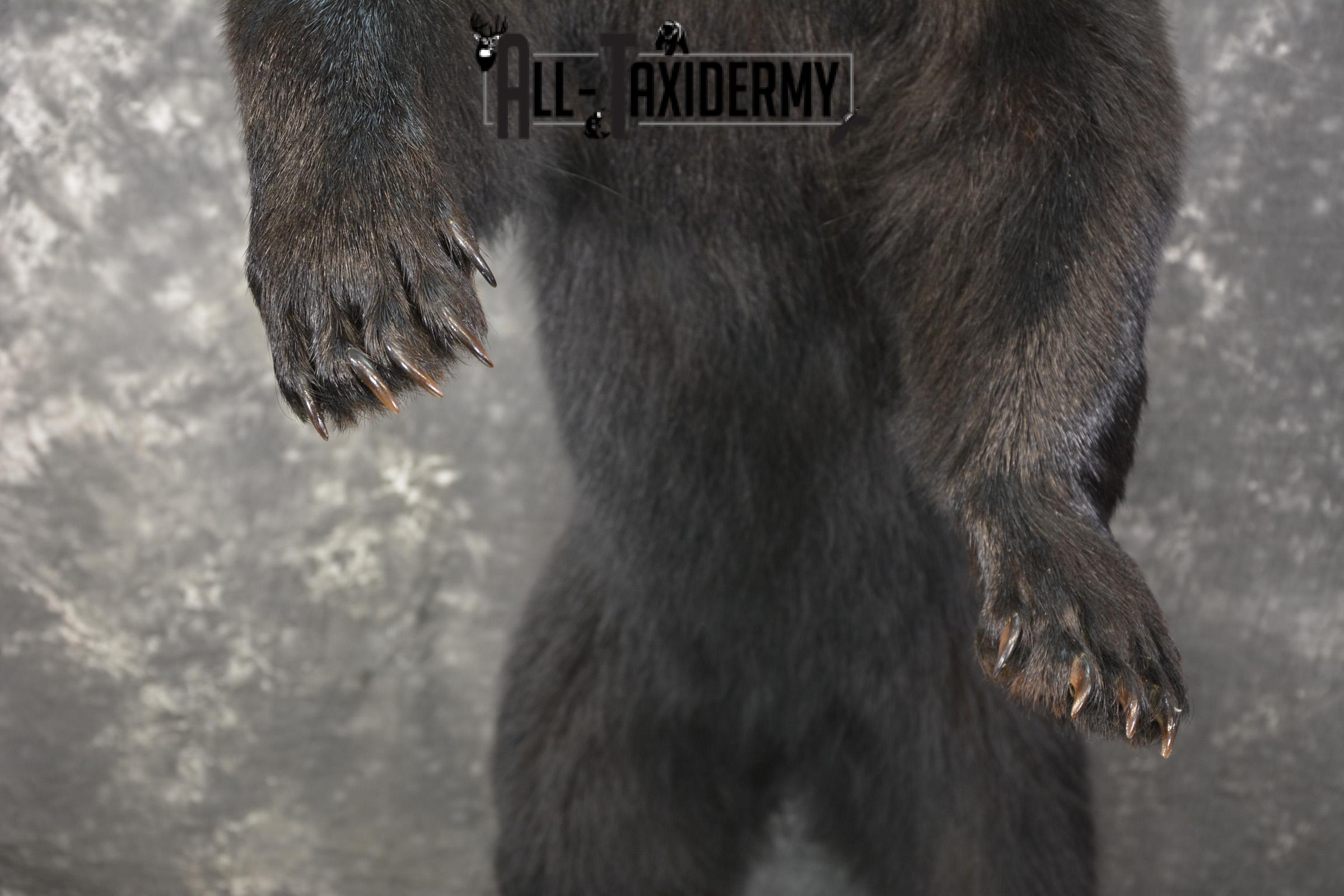 Full body black bear taxidermy mount for sale SKU 2119 - Image 4