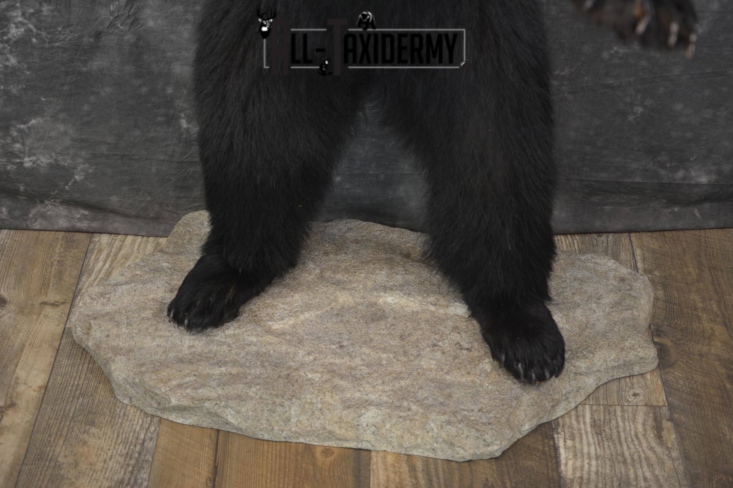 Full body black bear taxidermy mount for sale SKU 2119 - Image 3