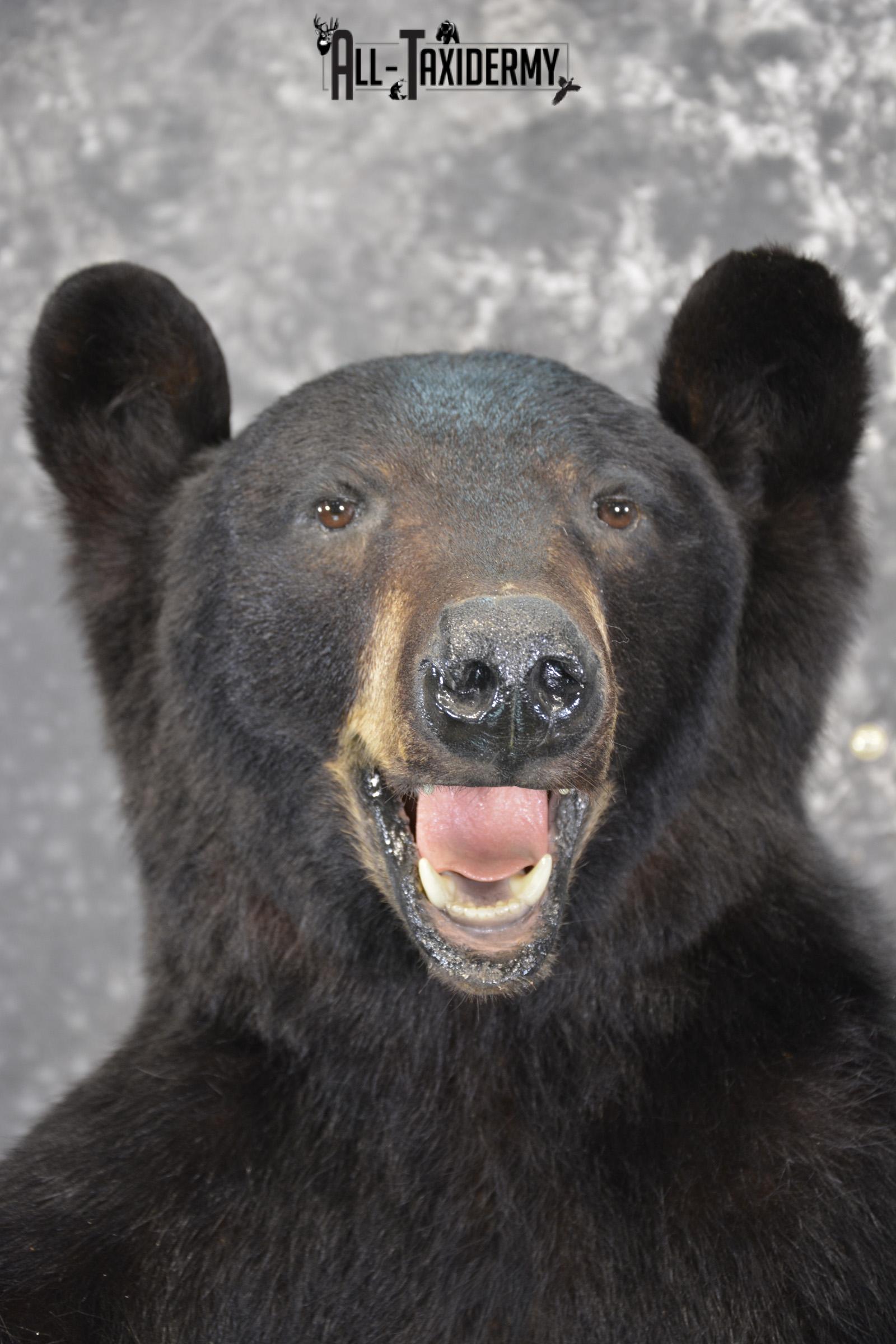 Full body black bear taxidermy mount for sale SKU 2119 - Image 2