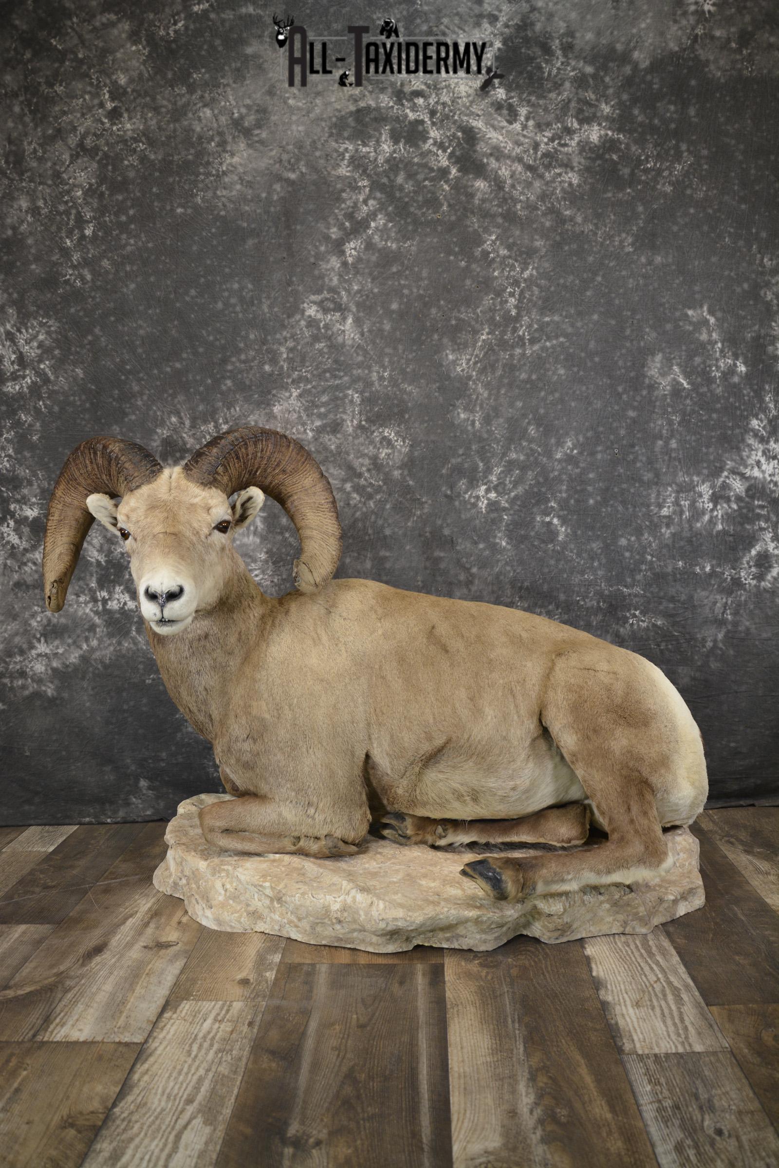 Bighorn Sheep