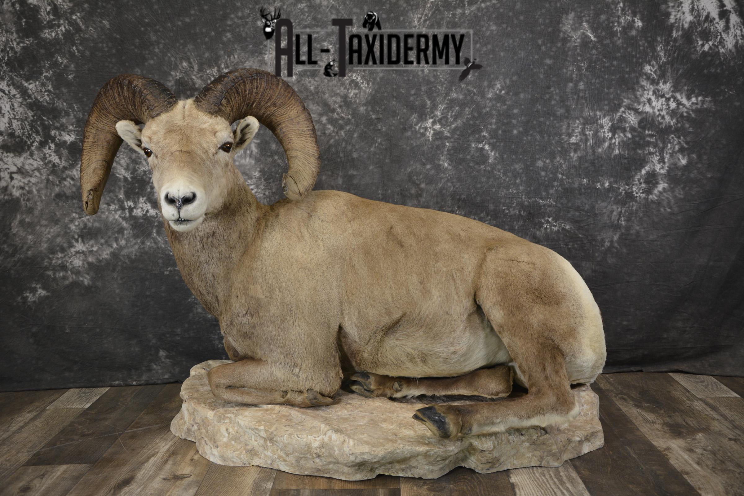 Rocky mountain big horn sheep taxidermy mount for sale SKU 2122 - Image 10