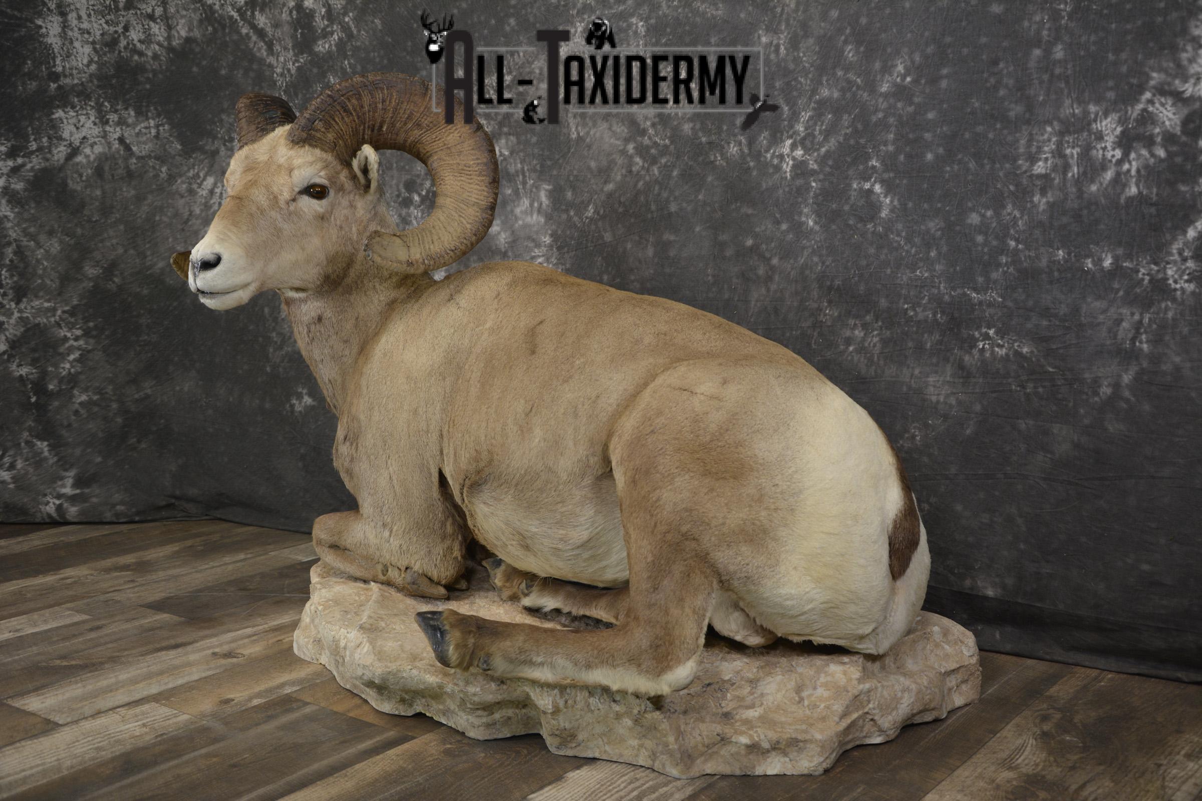 Rocky mountain big horn sheep taxidermy mount for sale SKU 2122 - Image 9