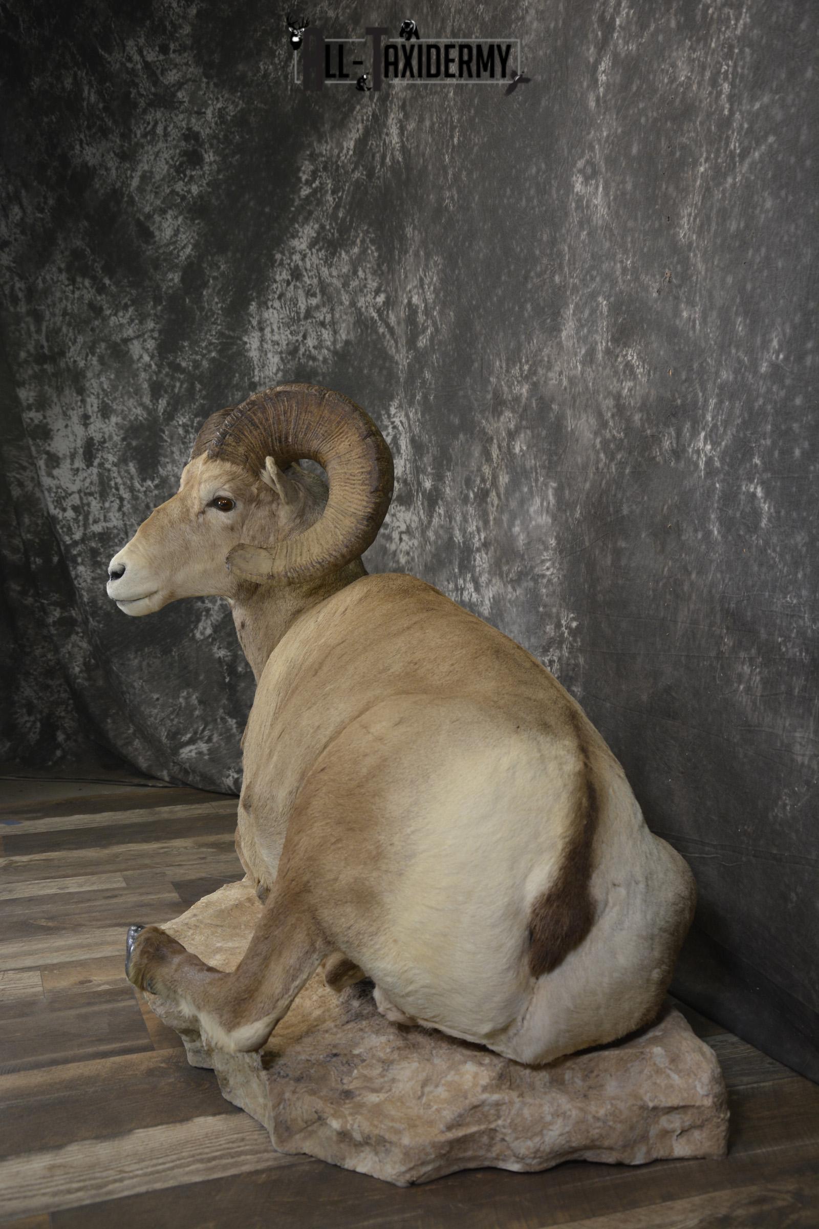 Rocky mountain big horn sheep taxidermy mount for sale SKU 2122 - Image 8