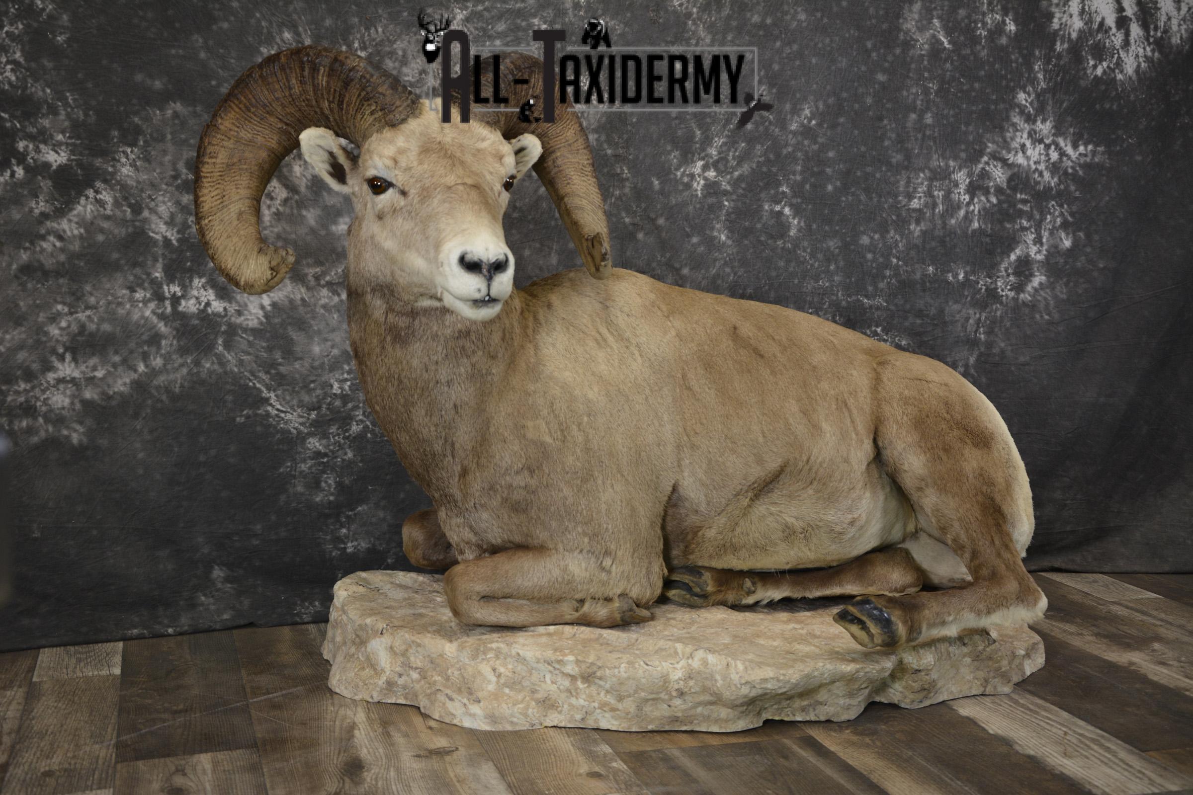 Rocky mountain big horn sheep taxidermy mount for sale SKU 2122 - Image 7