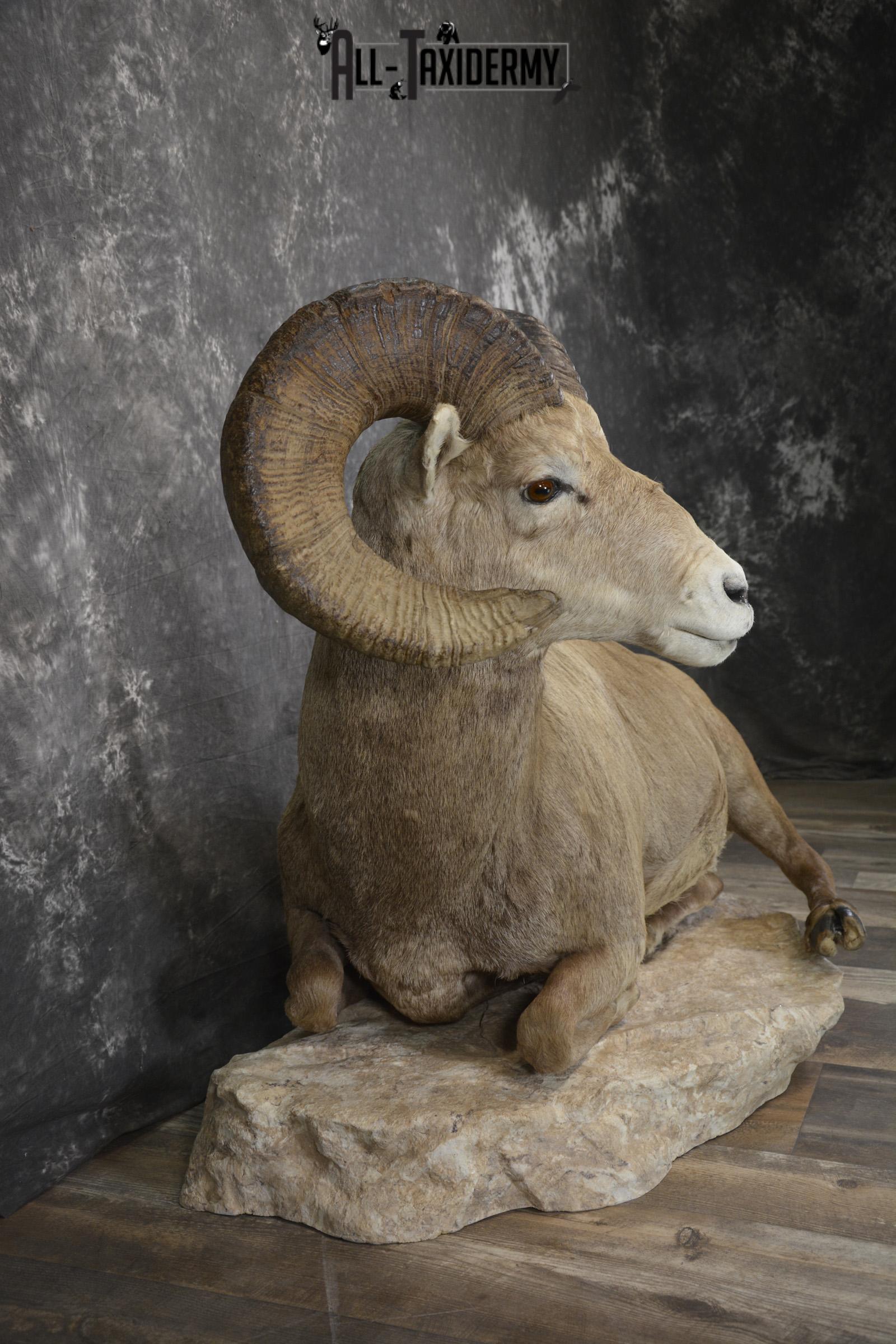 Rocky mountain big horn sheep taxidermy mount for sale SKU 2122 - Image 6