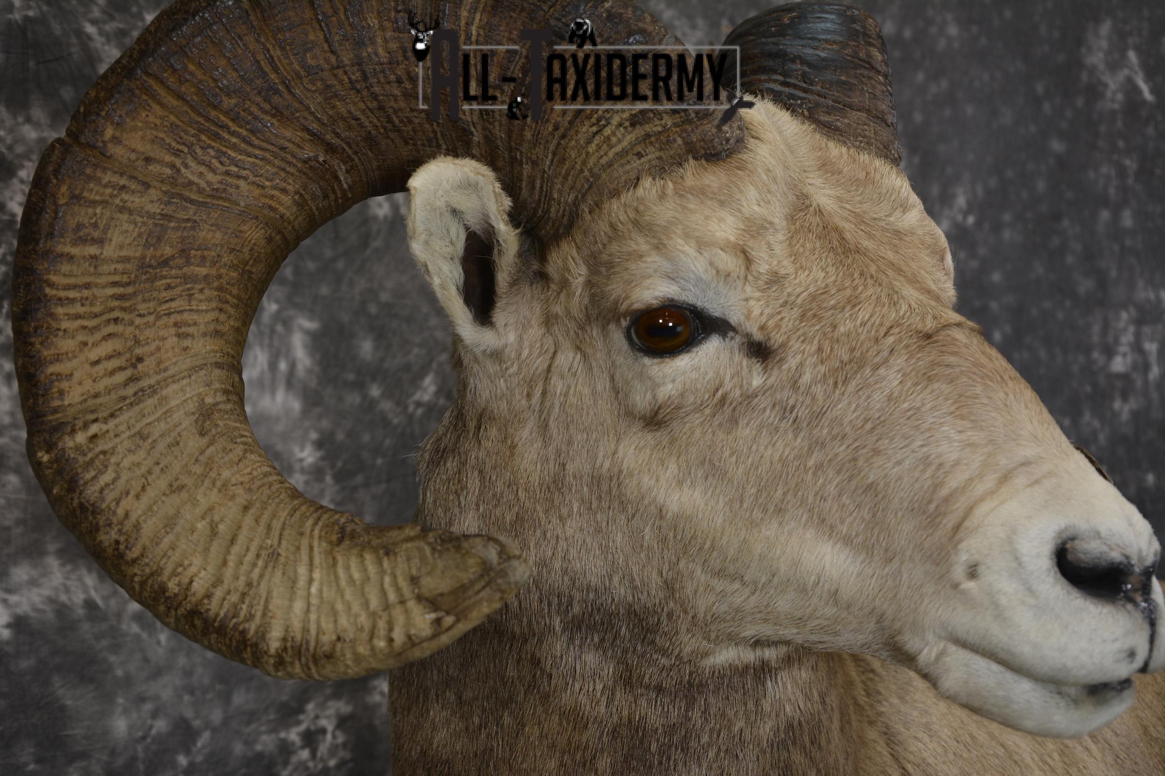 Rocky mountain big horn sheep taxidermy mount for sale SKU 2122 - Image 5
