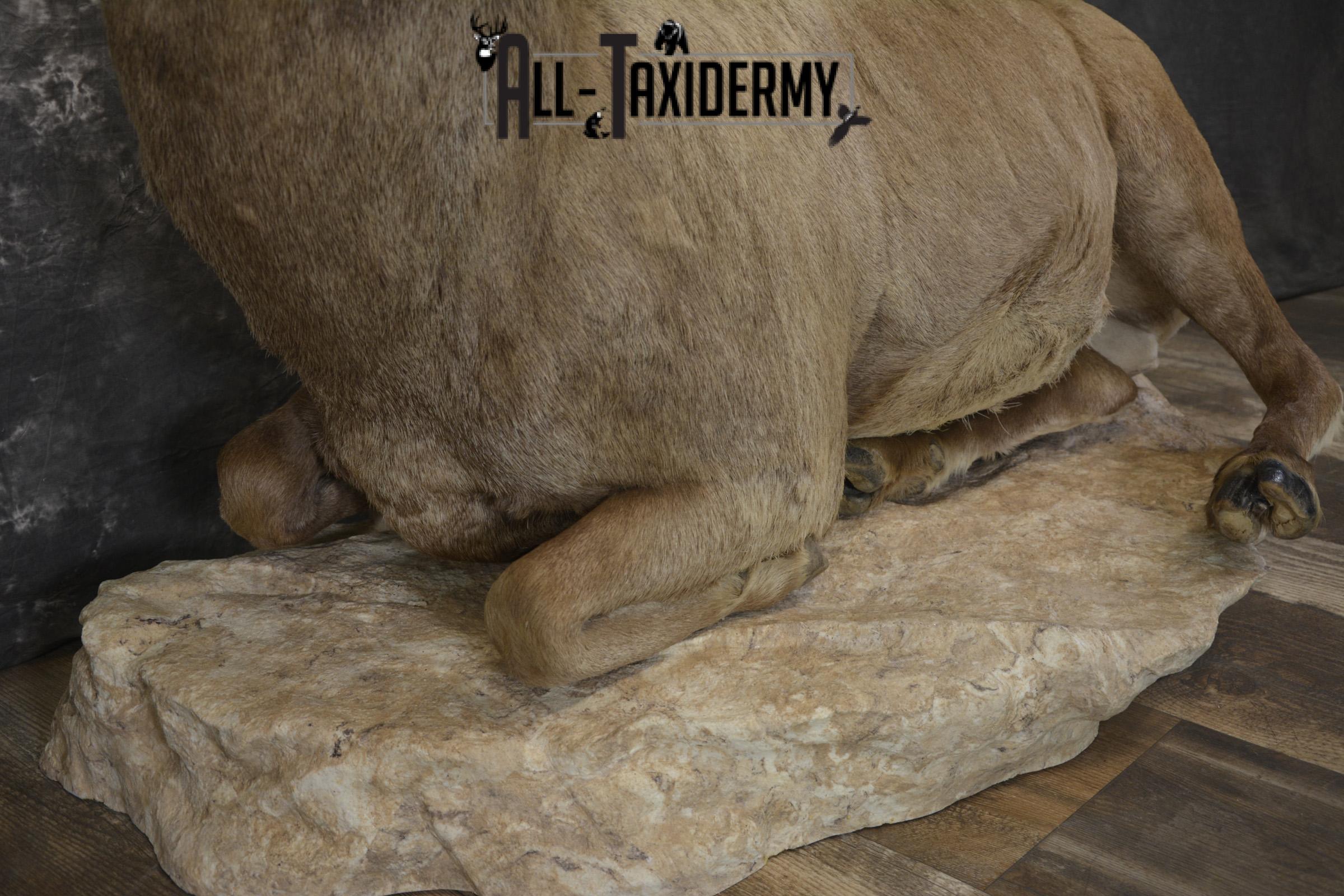 Rocky mountain big horn sheep taxidermy mount for sale SKU 2122 - Image 4