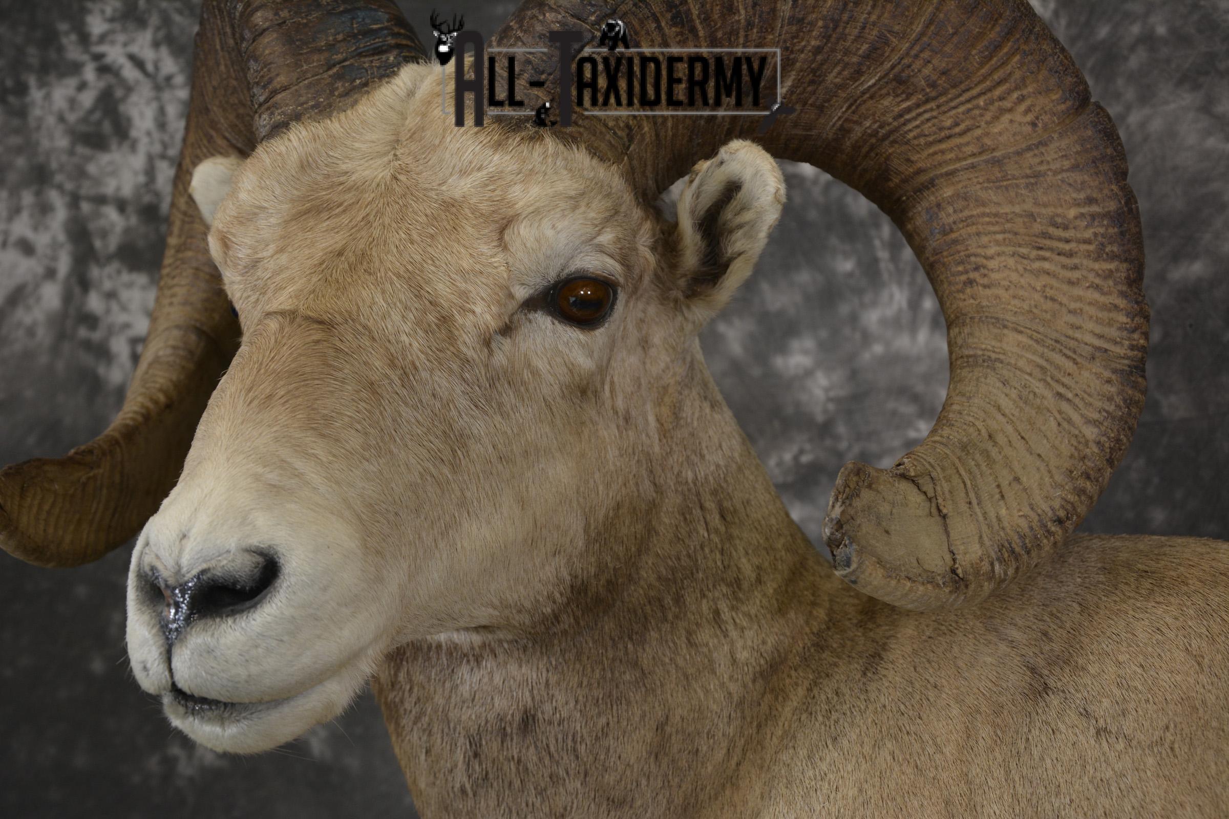 Rocky mountain big horn sheep taxidermy mount for sale SKU 2122 - Image 3